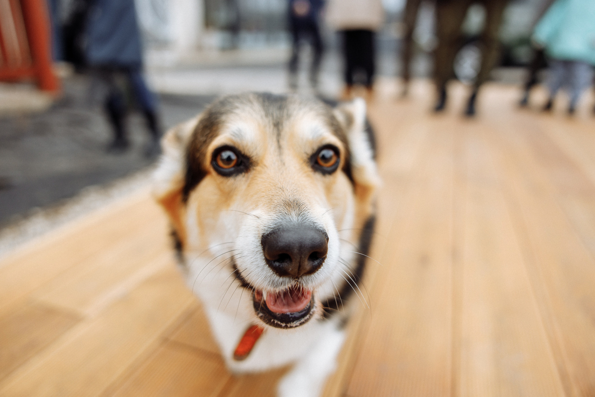 Гендер-пати