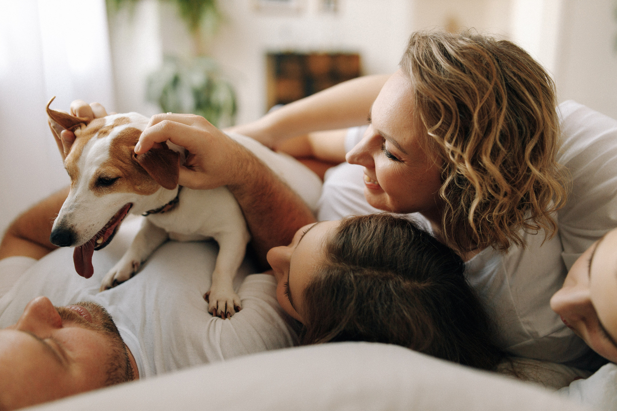 Джек-рассел в студии