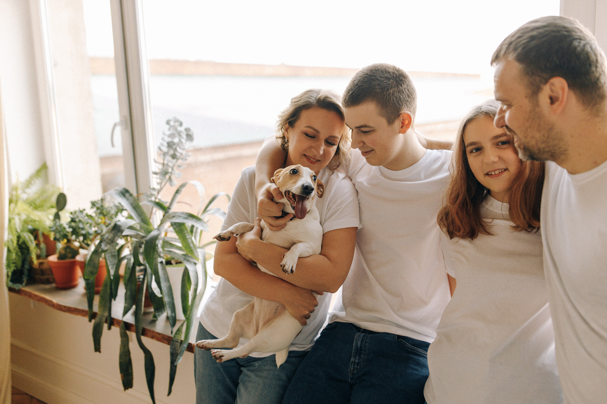 Джек-рассел в студии