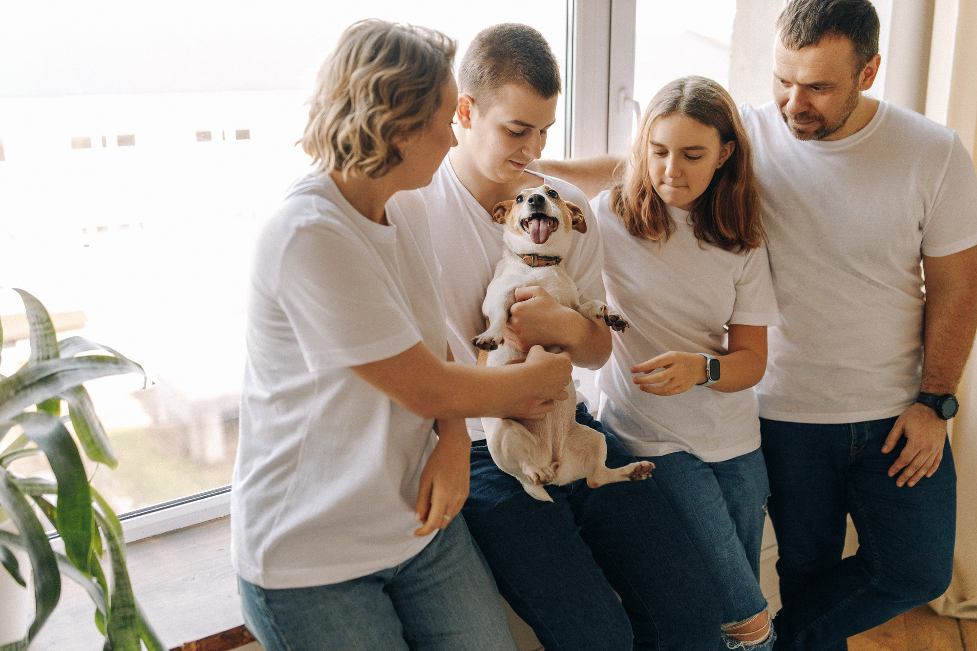 Джек-рассел в студии