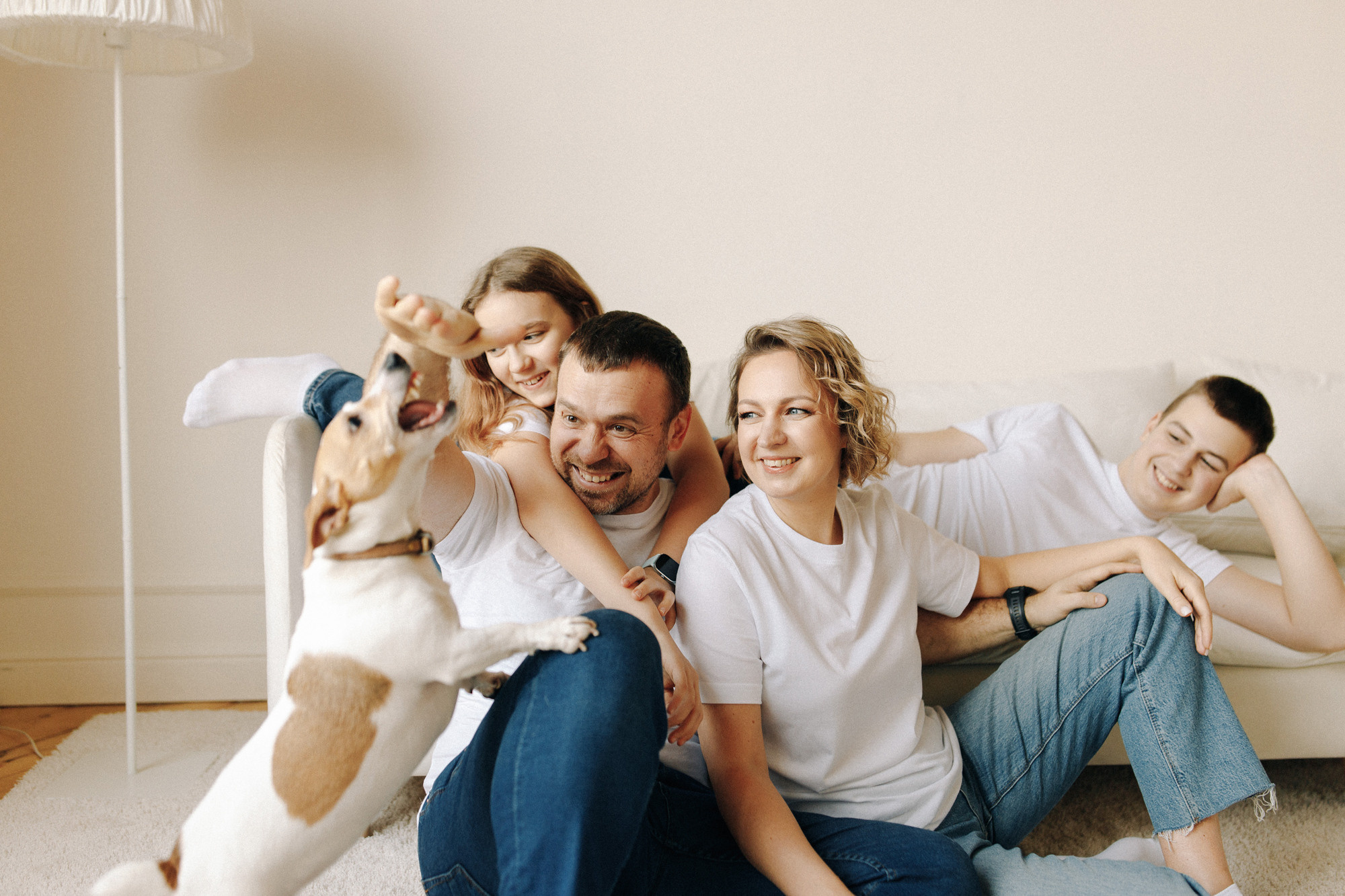 Джек-рассел в студии