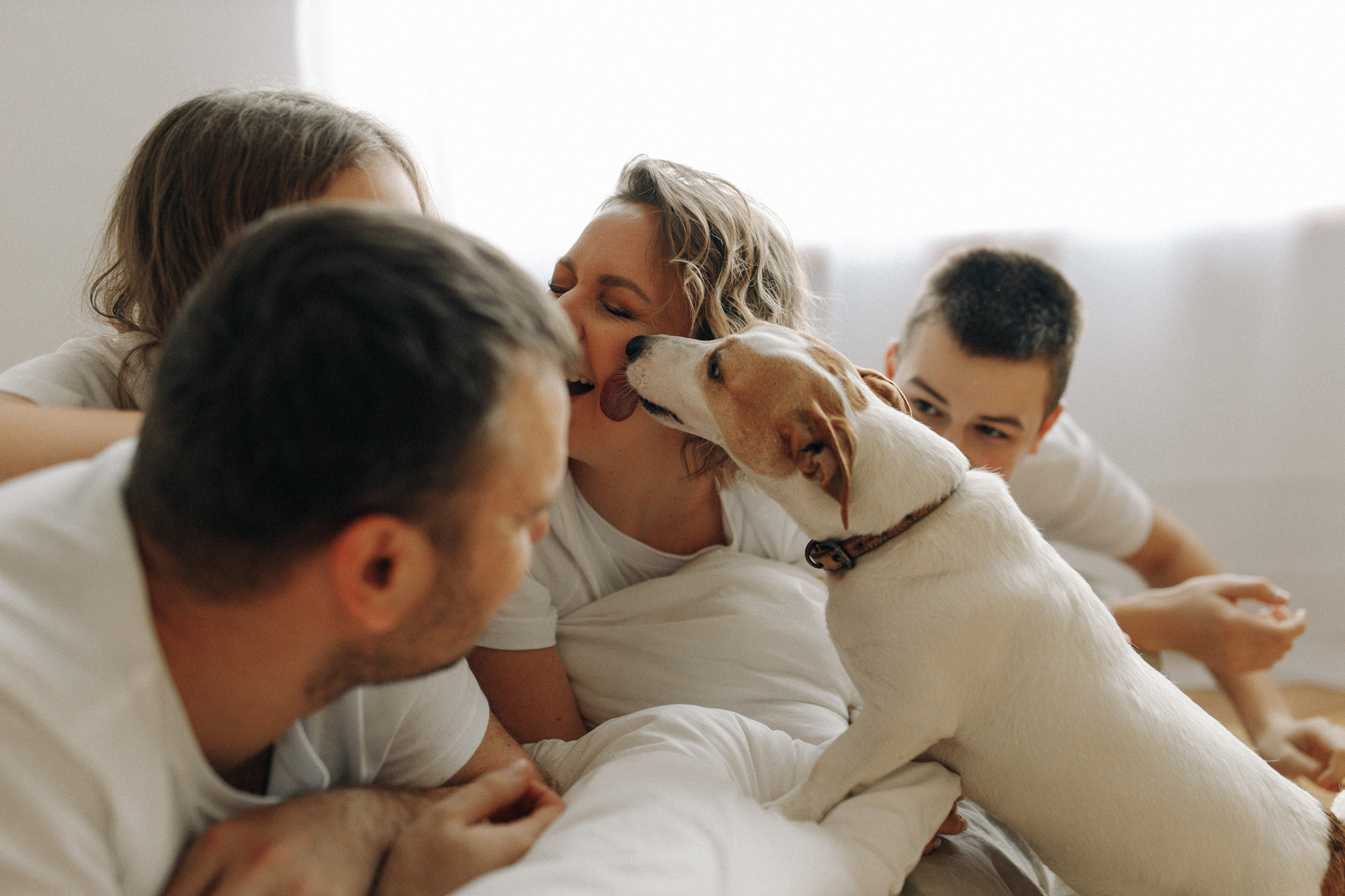 Джек-рассел в студии