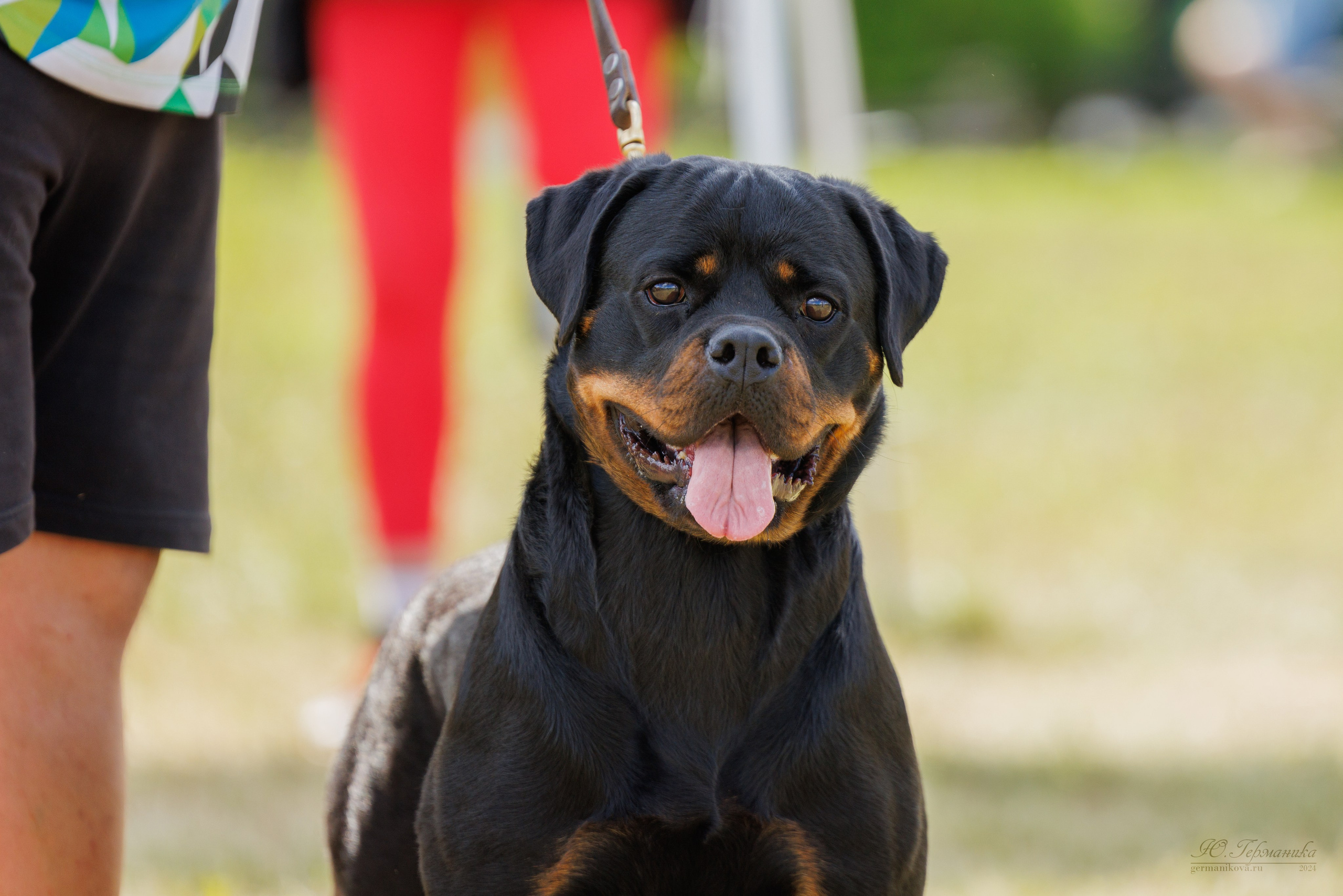 Рязань-Ховрино 10-11.08.2024 3хмоно ротвейлеров. Фотограф-анималист Юлия Германика