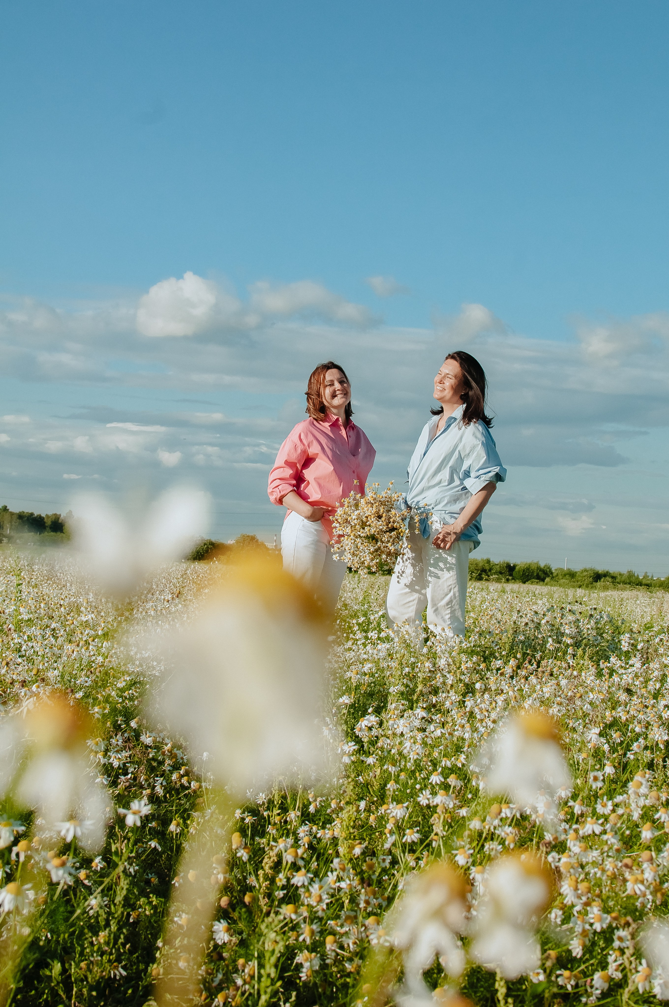 Привет ромашки