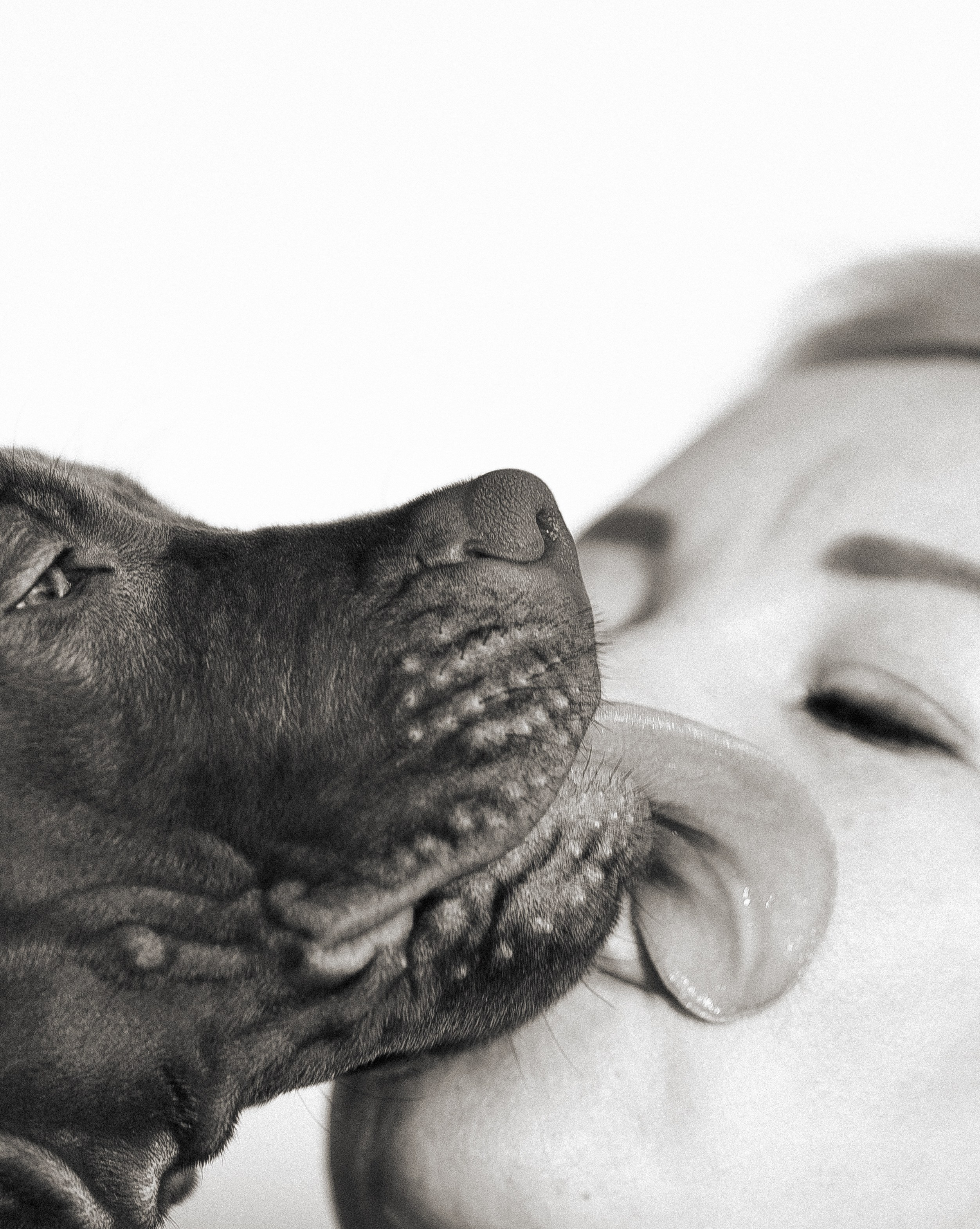 Елена и Хан. Фотограф и видеограф анималист Аганина Дарья