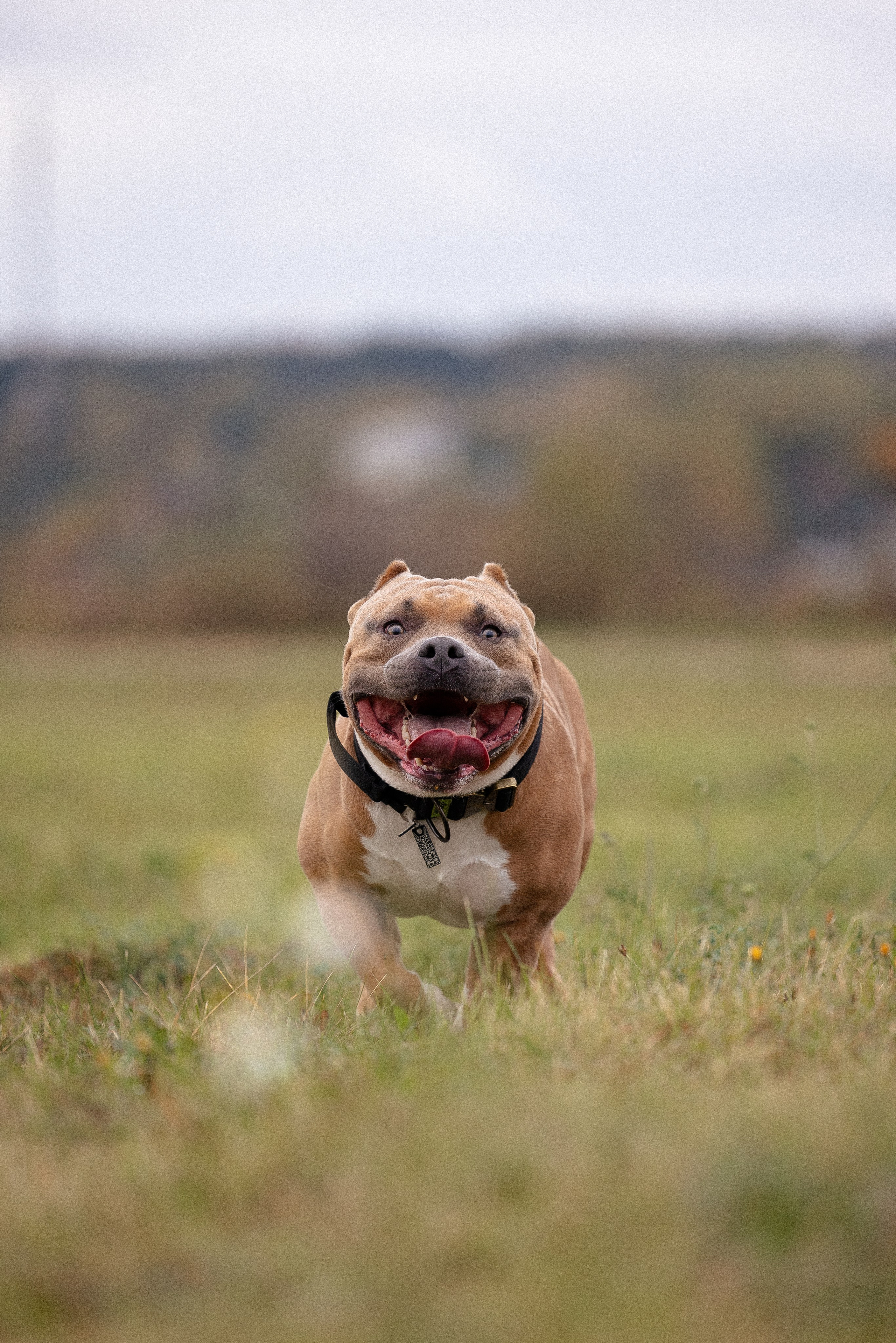 Алена и Тор. Фотограф и видеограф анималист Аганина Дарья