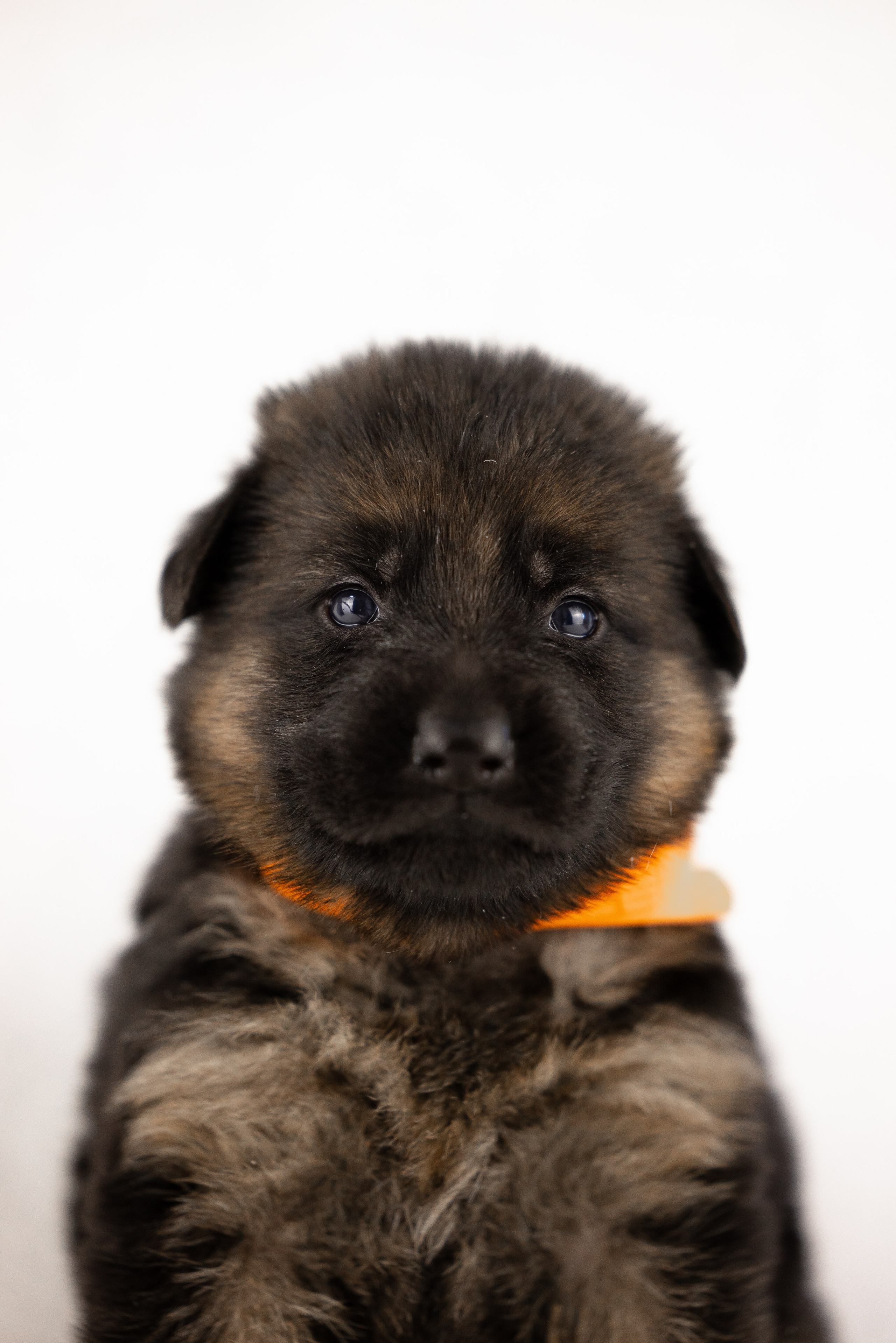 Немецкая овчарка. Фотограф и видеограф анималист Аганина Дарья