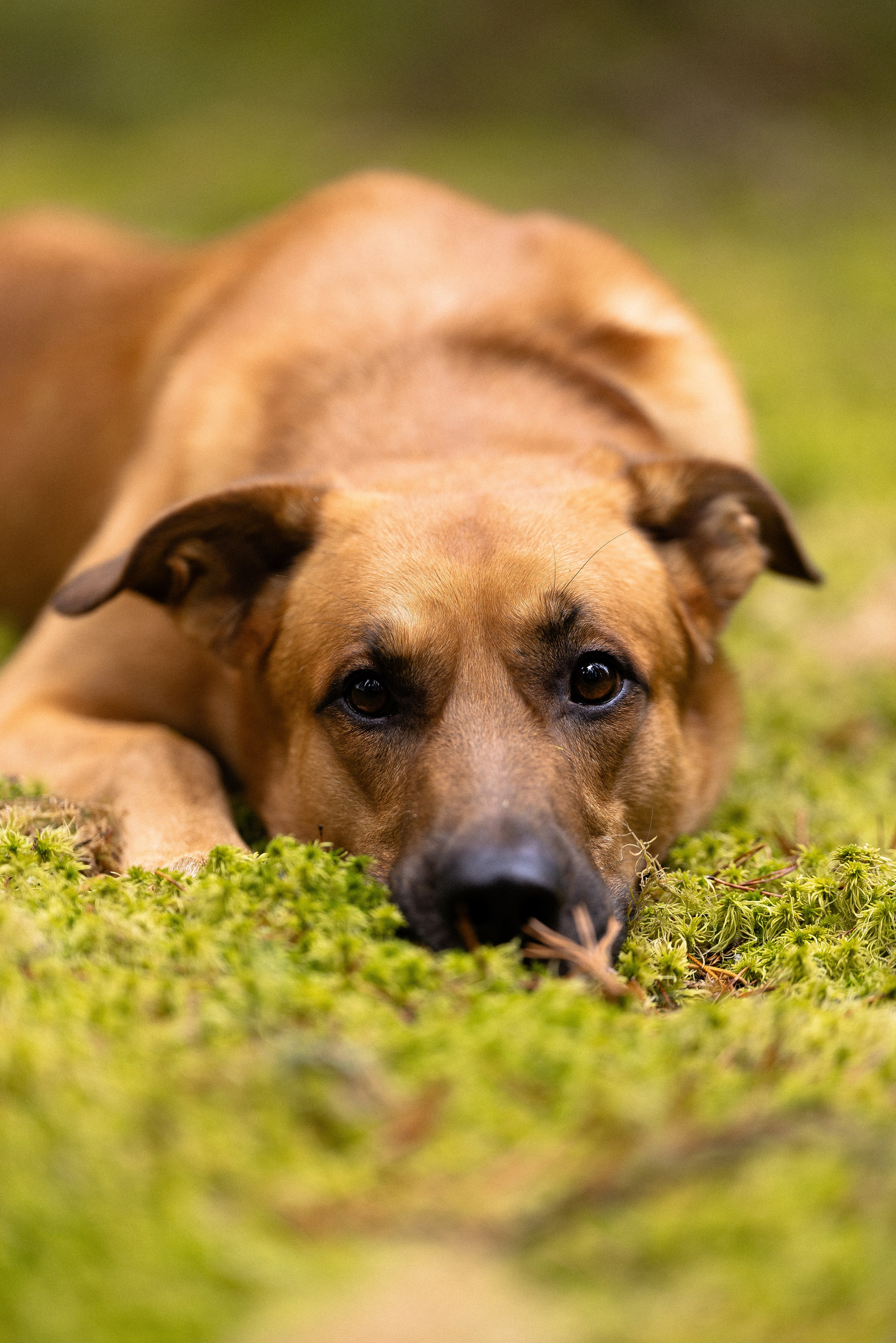 Karelia. Фотограф и видеограф анималист Аганина Дарья