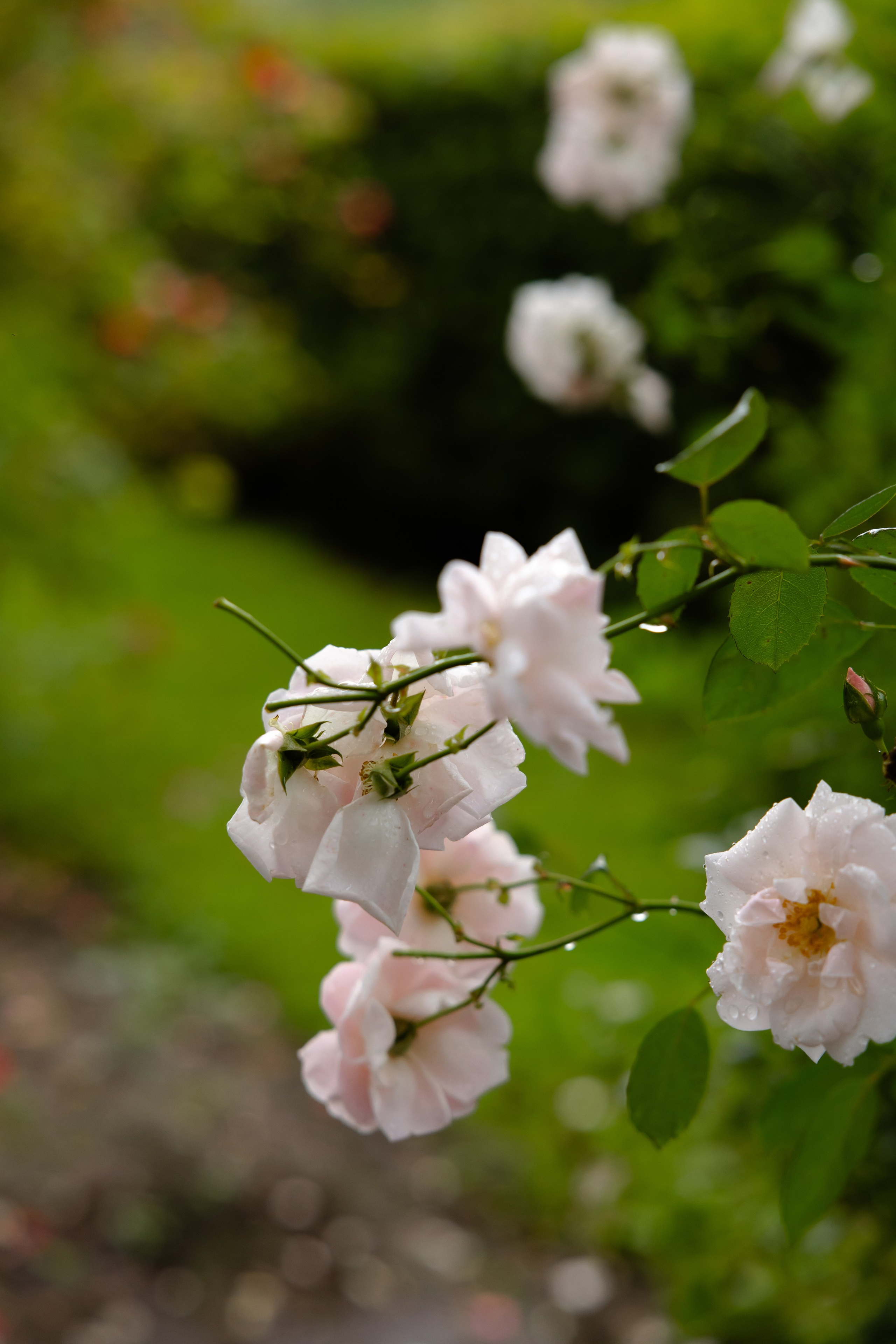 Илья и Евгения. Свадебный фотограф Анна Бабахина