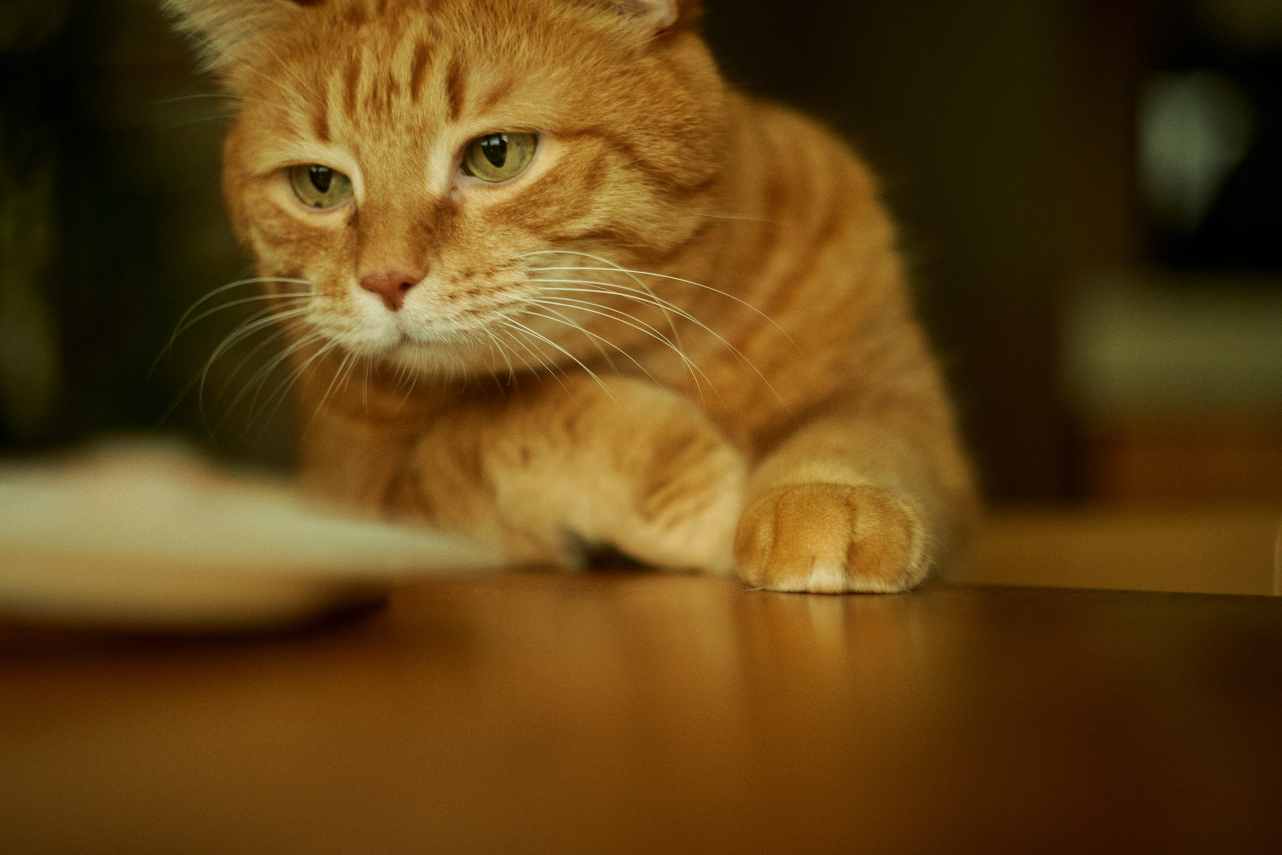 Life on Helios 44-2. Портретный фотограф в Москве
