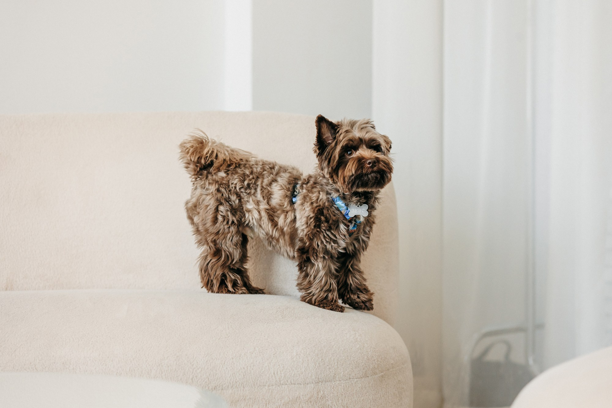 Одежда Lapa`s brand. Фотограф-анималист Елена Радченко, Москва