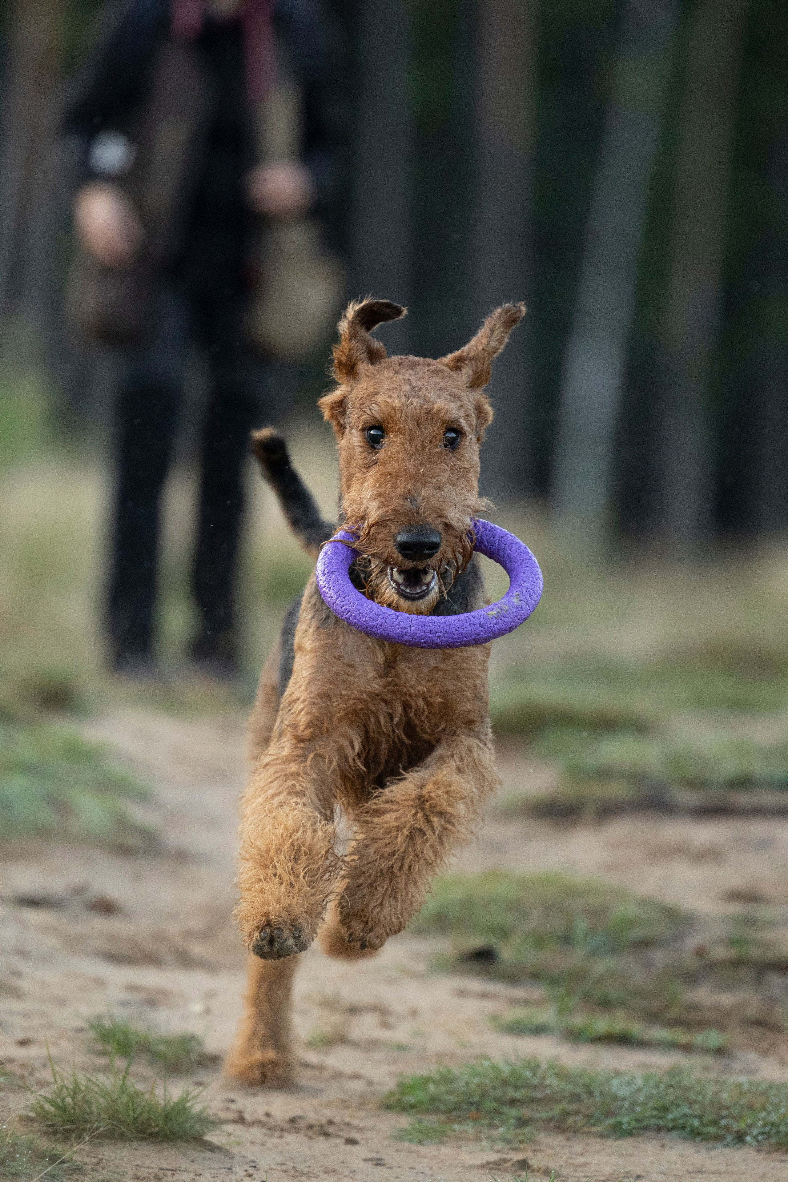 Харди. Фотограф-анималист Анна Маринич