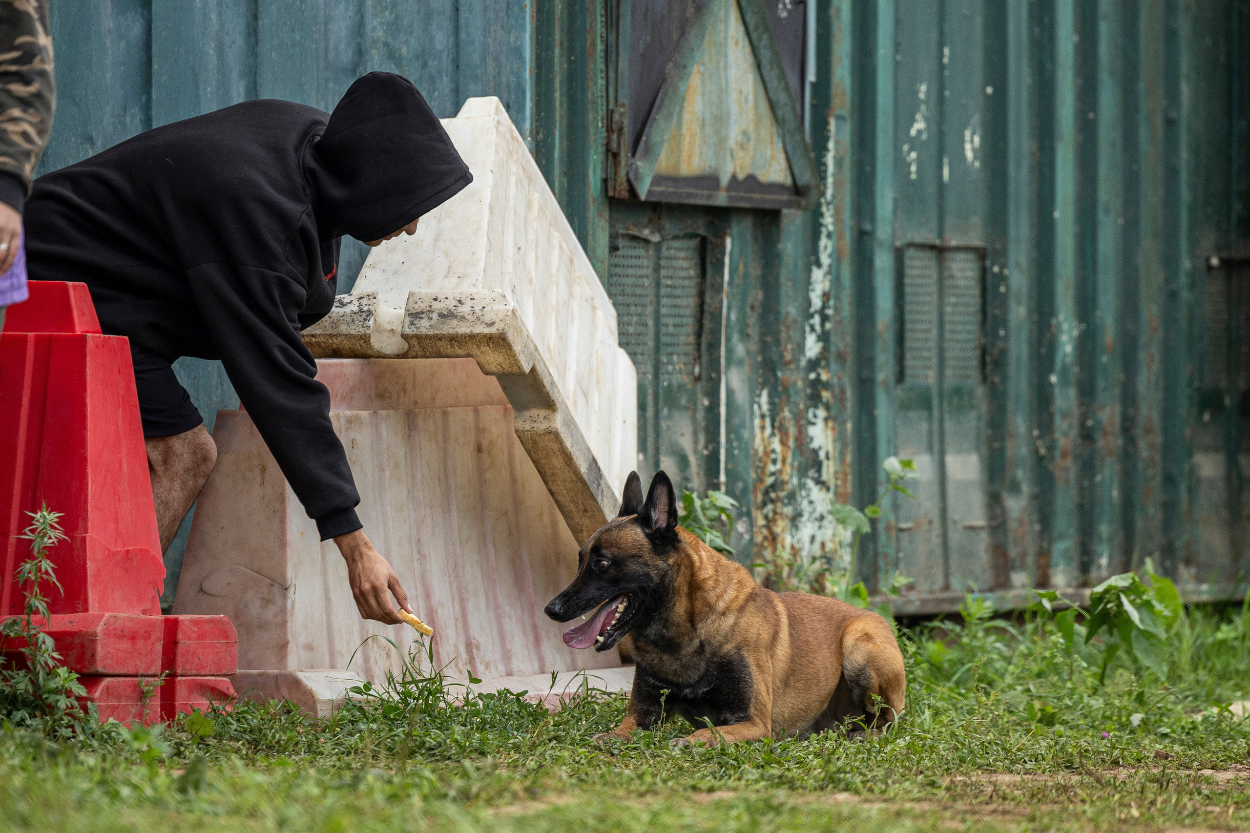Соревнования по Мондьорингу г. Вологда 10-11.08.2024. Фотограф-анималист Анна Маринич