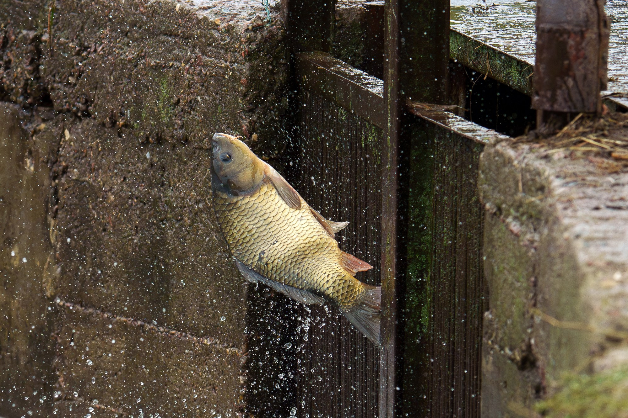 Животные. Ваш личный фотограф Марина Волкова
