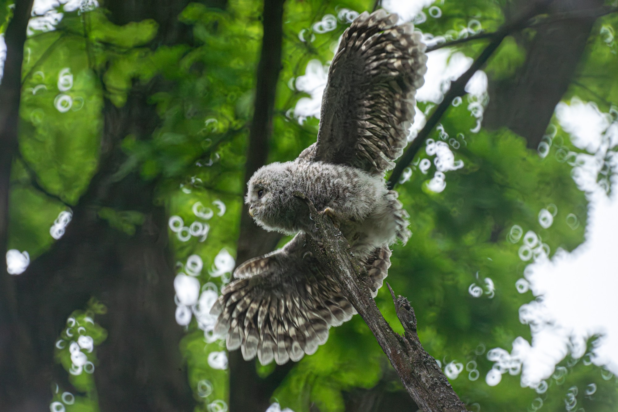 Удивительные мир птиц. Вокруг нас столько прекрасного — присмотритесь!. Ваш личный фотограф Марина Волкова