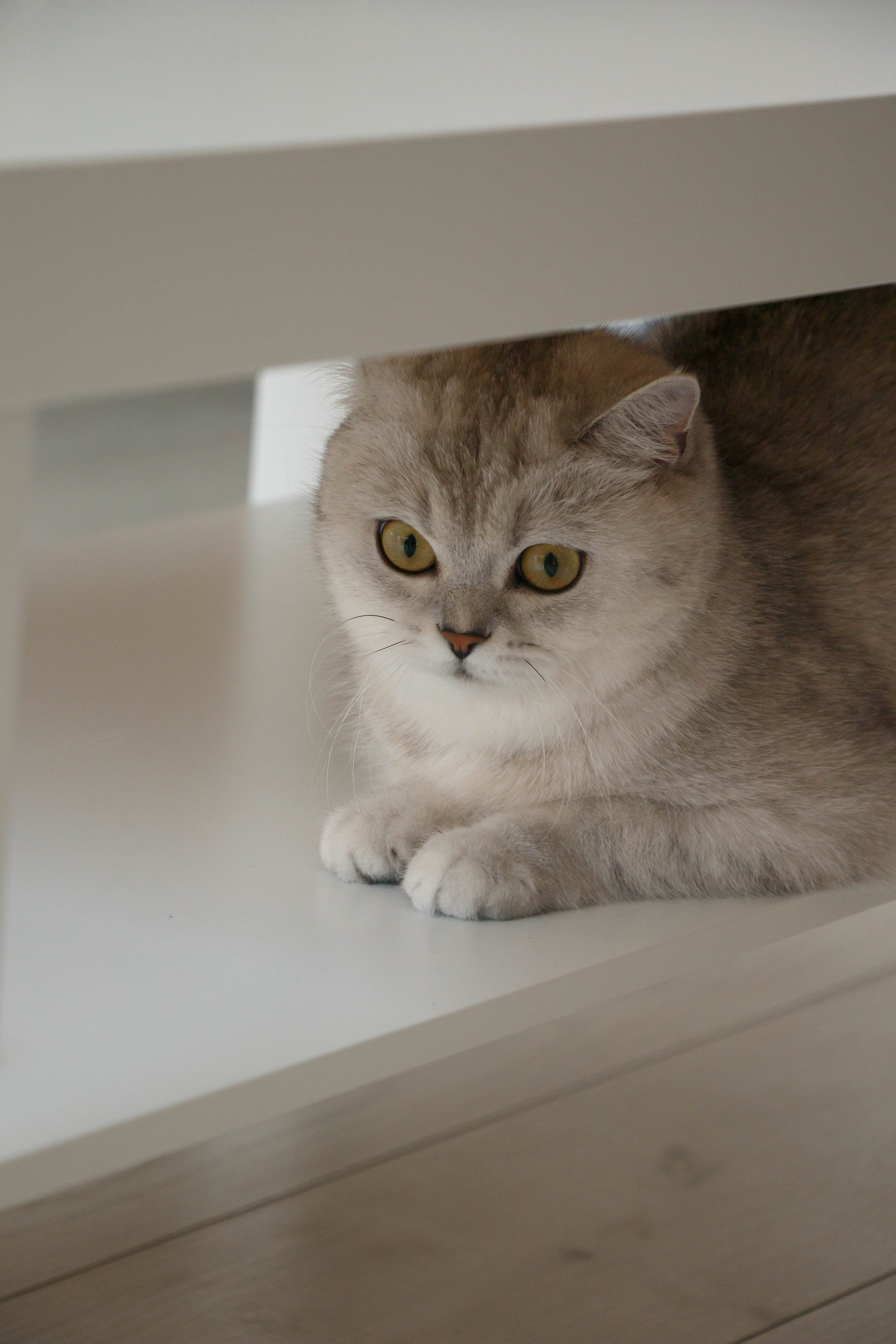 NASTYA & KITTI. Бережно сохраняю ваши чувства и истории на своих фотографиях