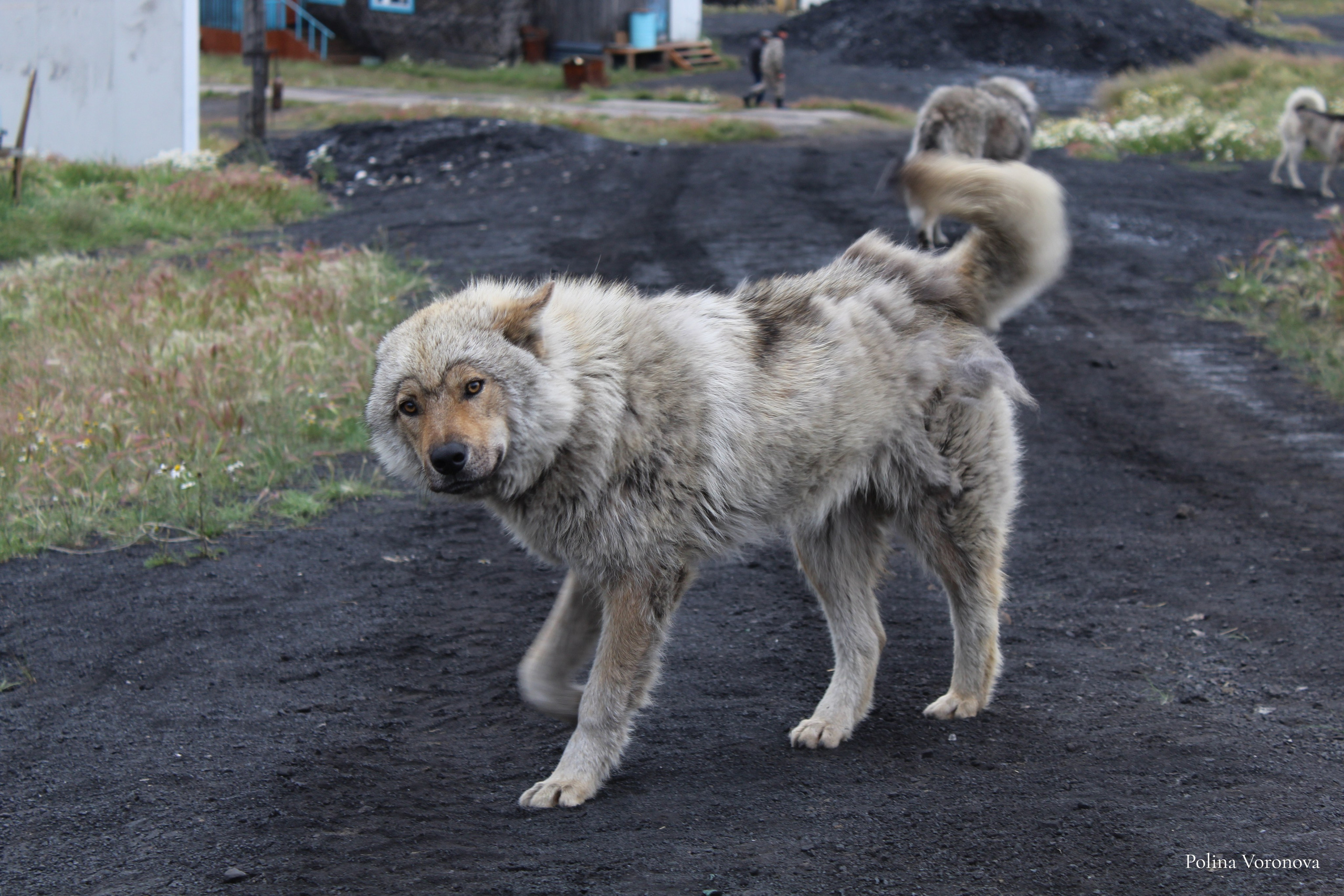 Хатанга и Русское Географическое общество 2024. Хорошая экспедиция