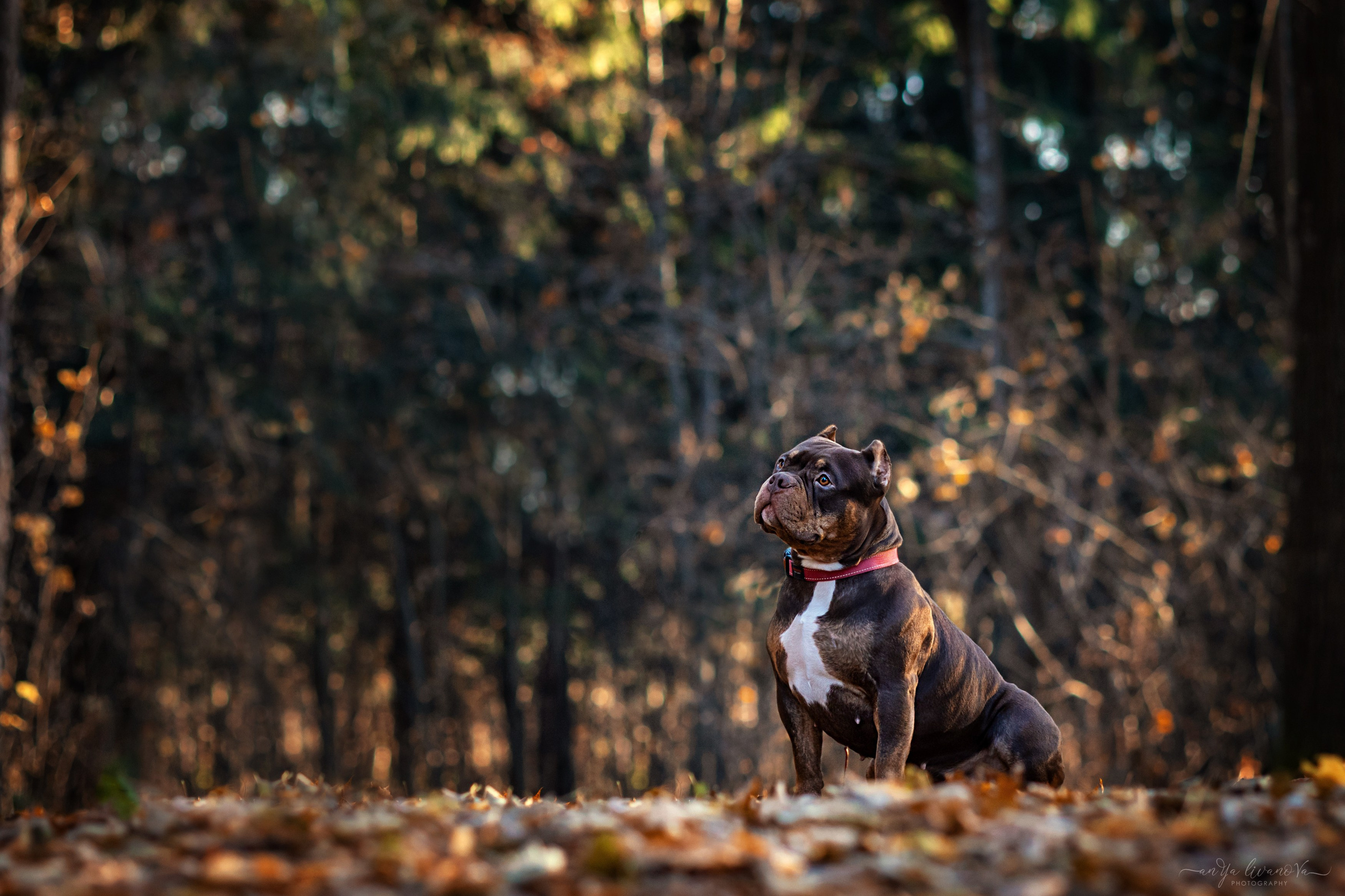 Луна. Фотограф анималист Аня Ливанова | Рыбинск