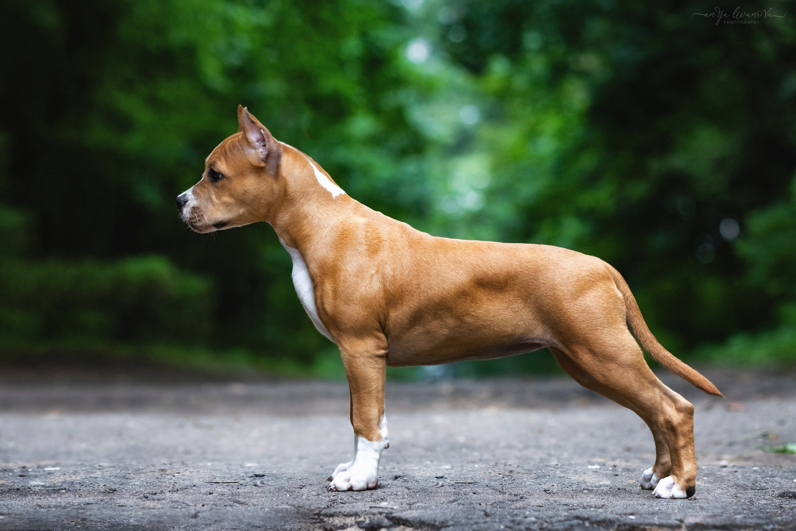 Винт и Дея. Фотограф анималист Аня Ливанова | Рыбинск