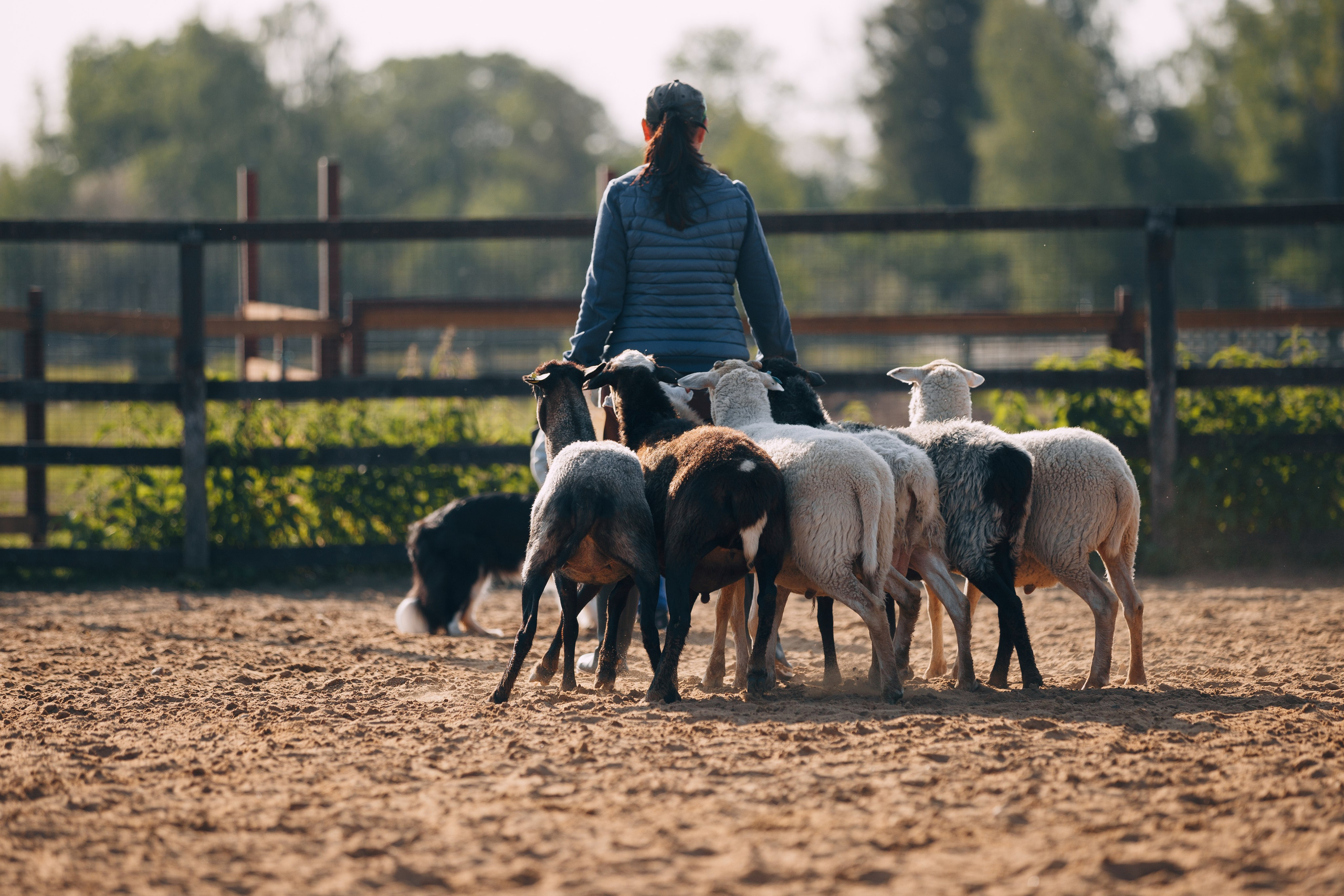 Кинологический лагерь в Горыныче. Фотограф анималист Кристина Карпова, Москва