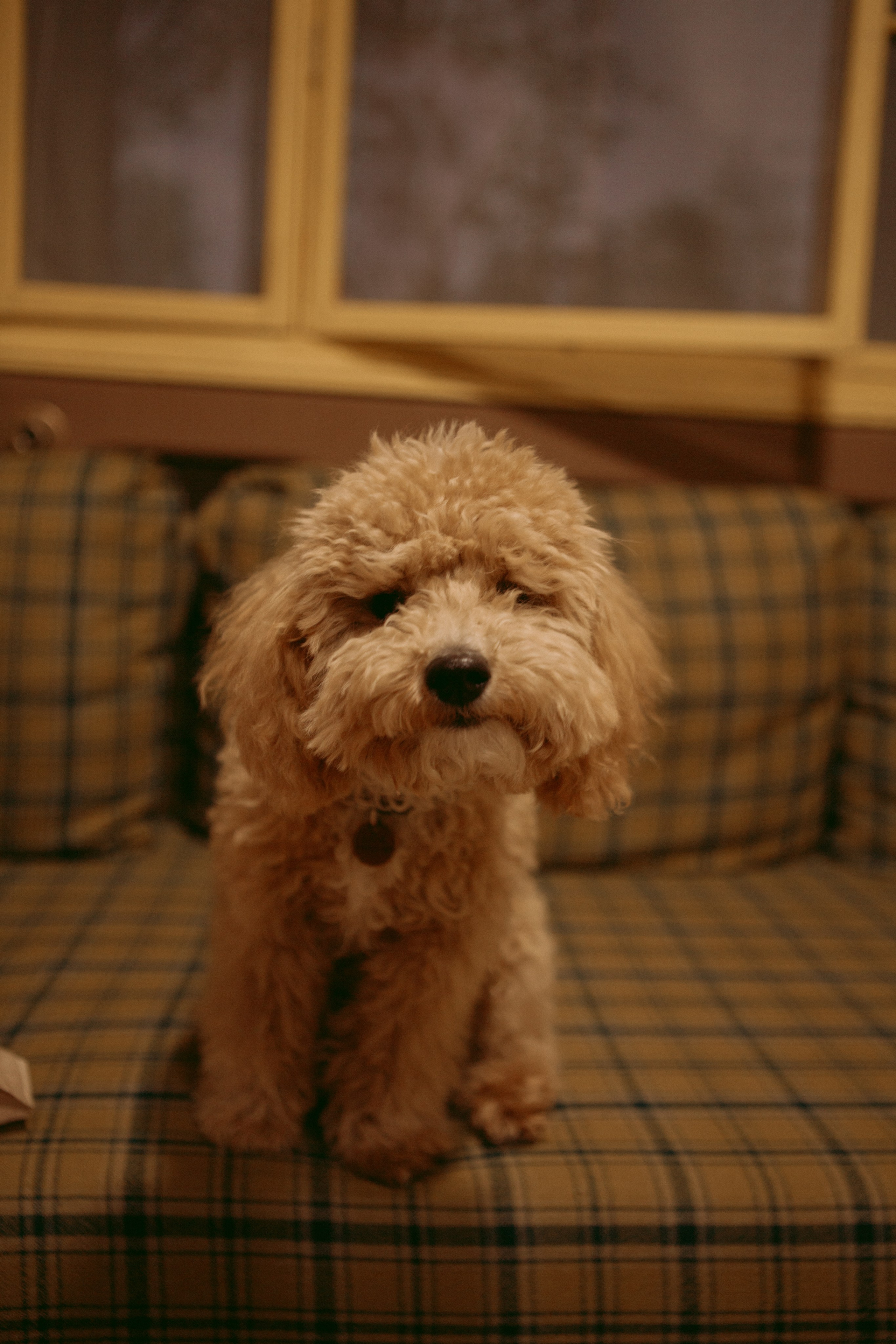 A cinematic daydream in the spirit of Wes Anderson’s style. Portrait, family and pet photographer in Cyprus, Ksenia Bourdelle