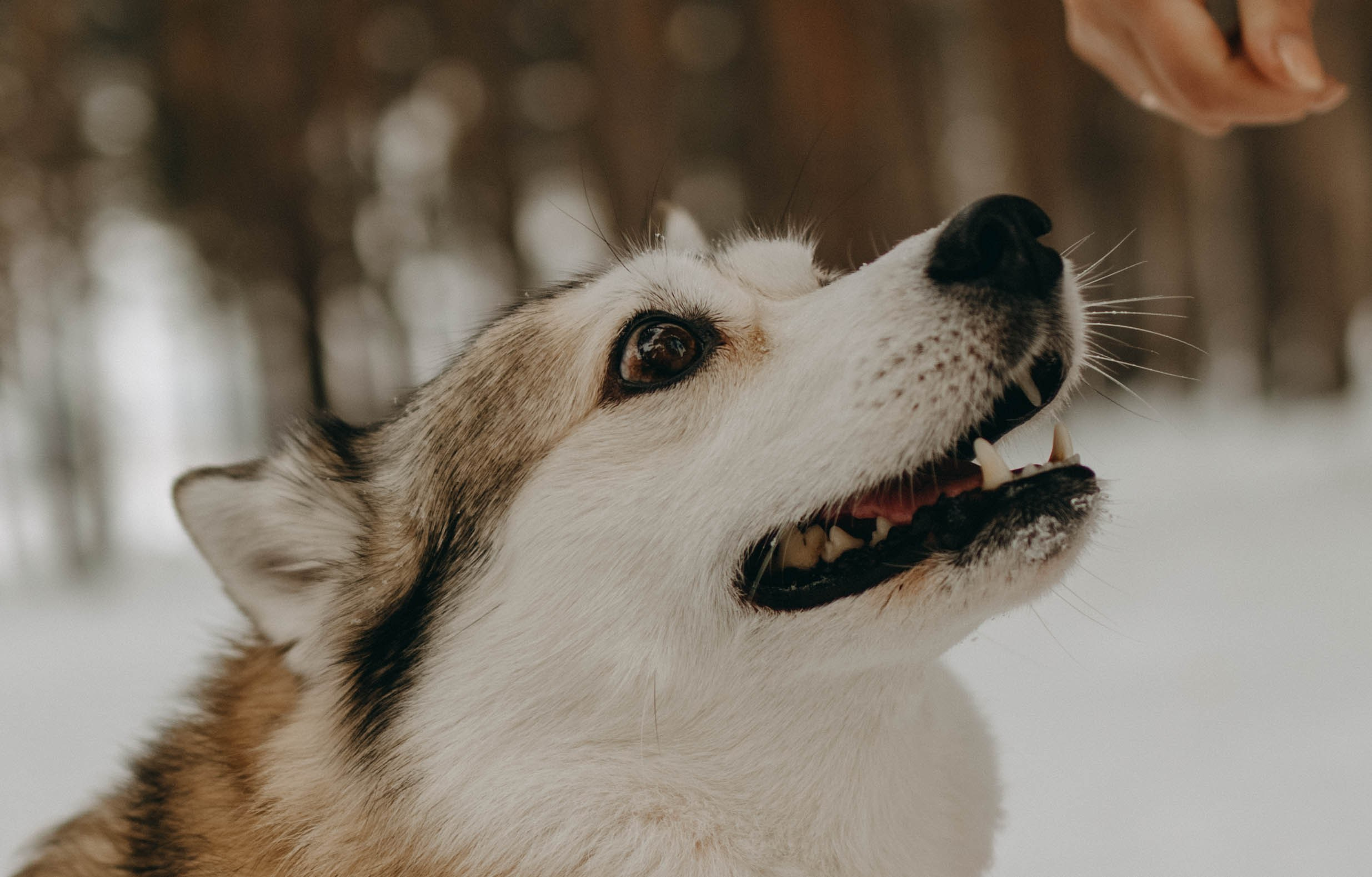 Варвара и Шелби. Фотограф-анималист в Екатеринбурге | Кристина