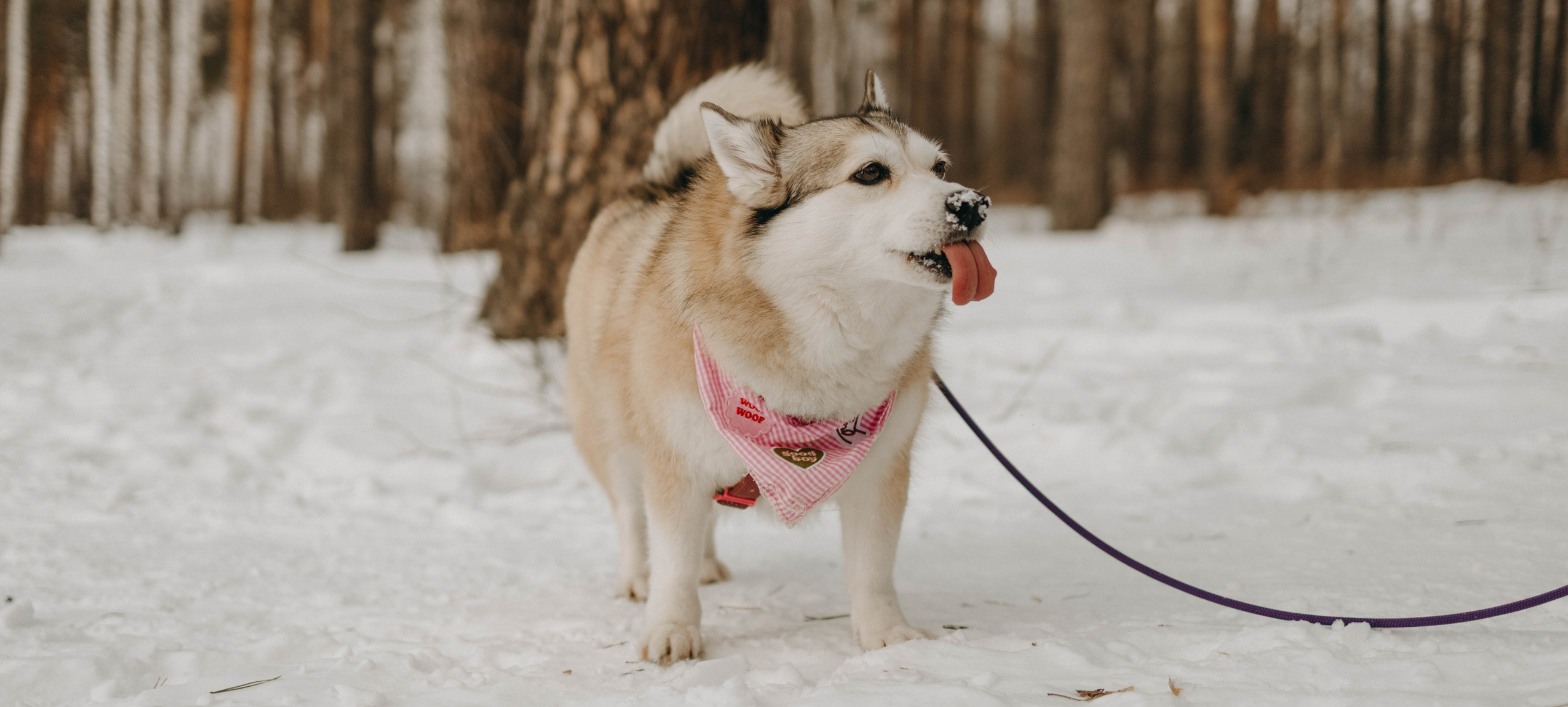 Варвара и Шелби. Фотограф-анималист в Екатеринбурге | Кристина