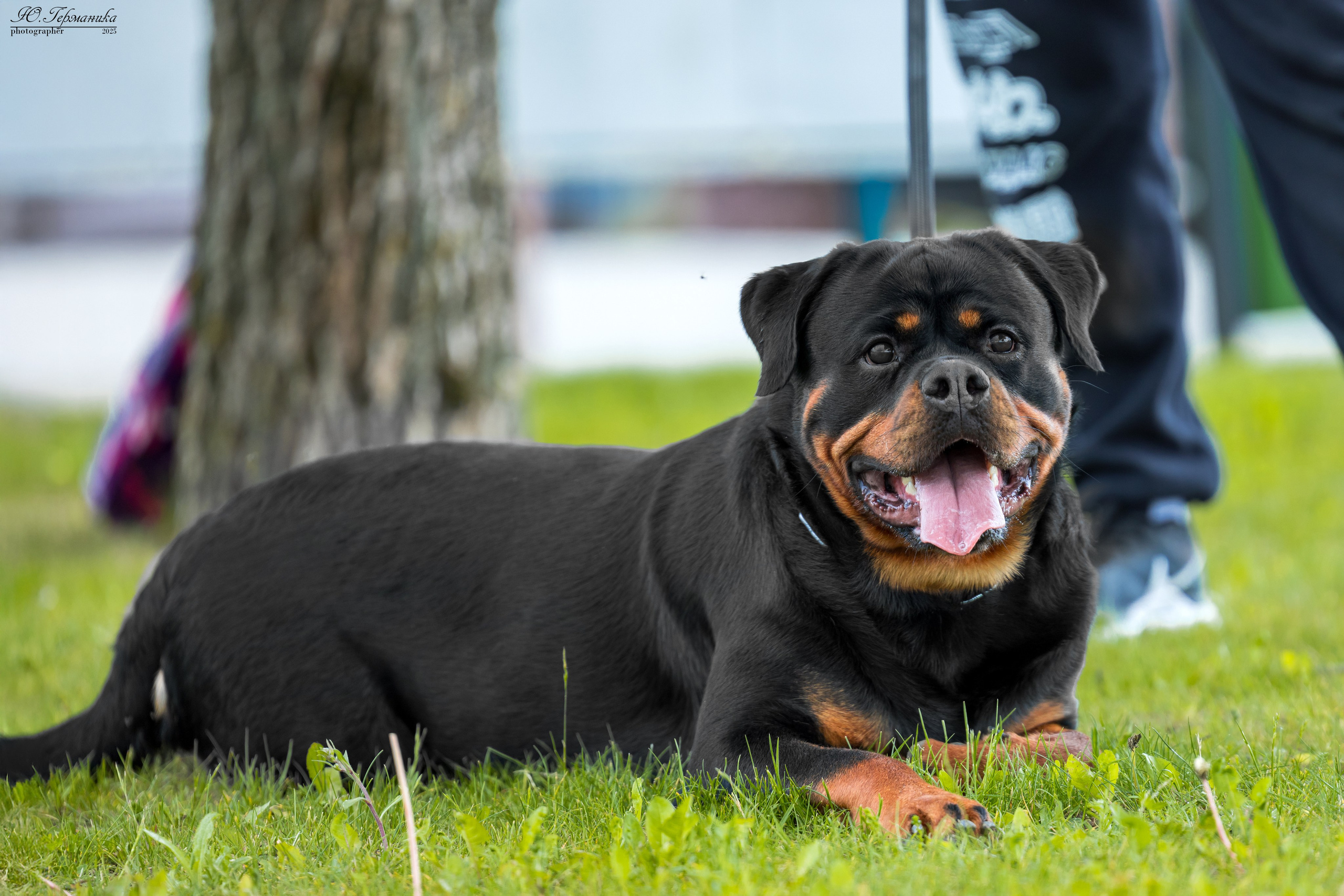 Минск 31.05-1.06.2025. Фотограф-анималист Юлия Германика