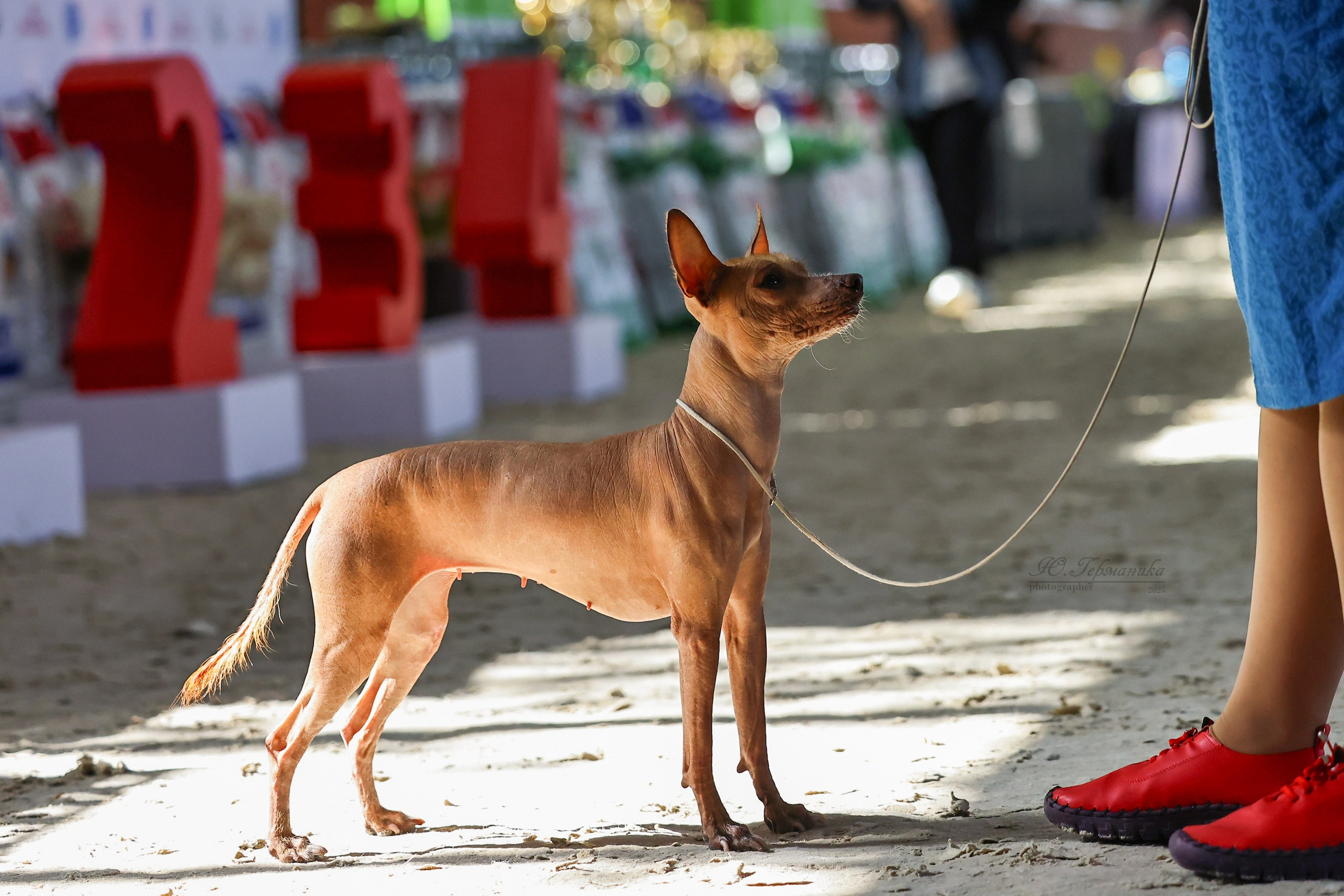 Астана 2хCACIB 26-28.09.2025. Фотограф-анималист Юлия Германика