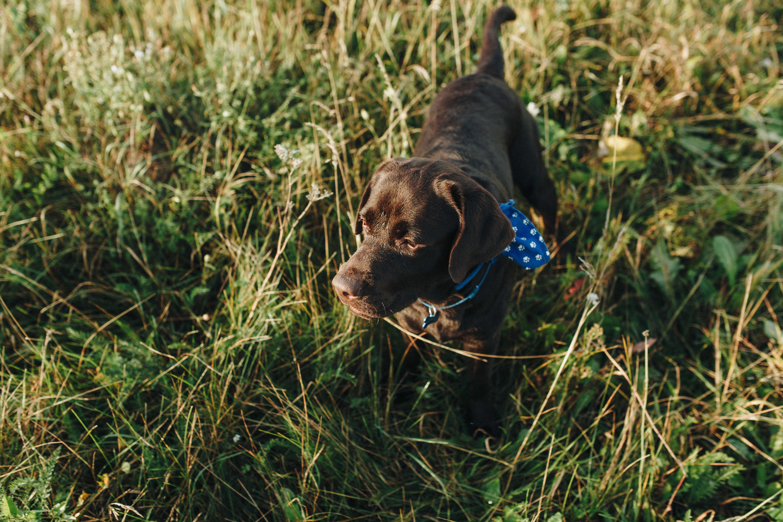 Фотосессия с собакой. Свадебный фотограф в Москве Кристина Засухина