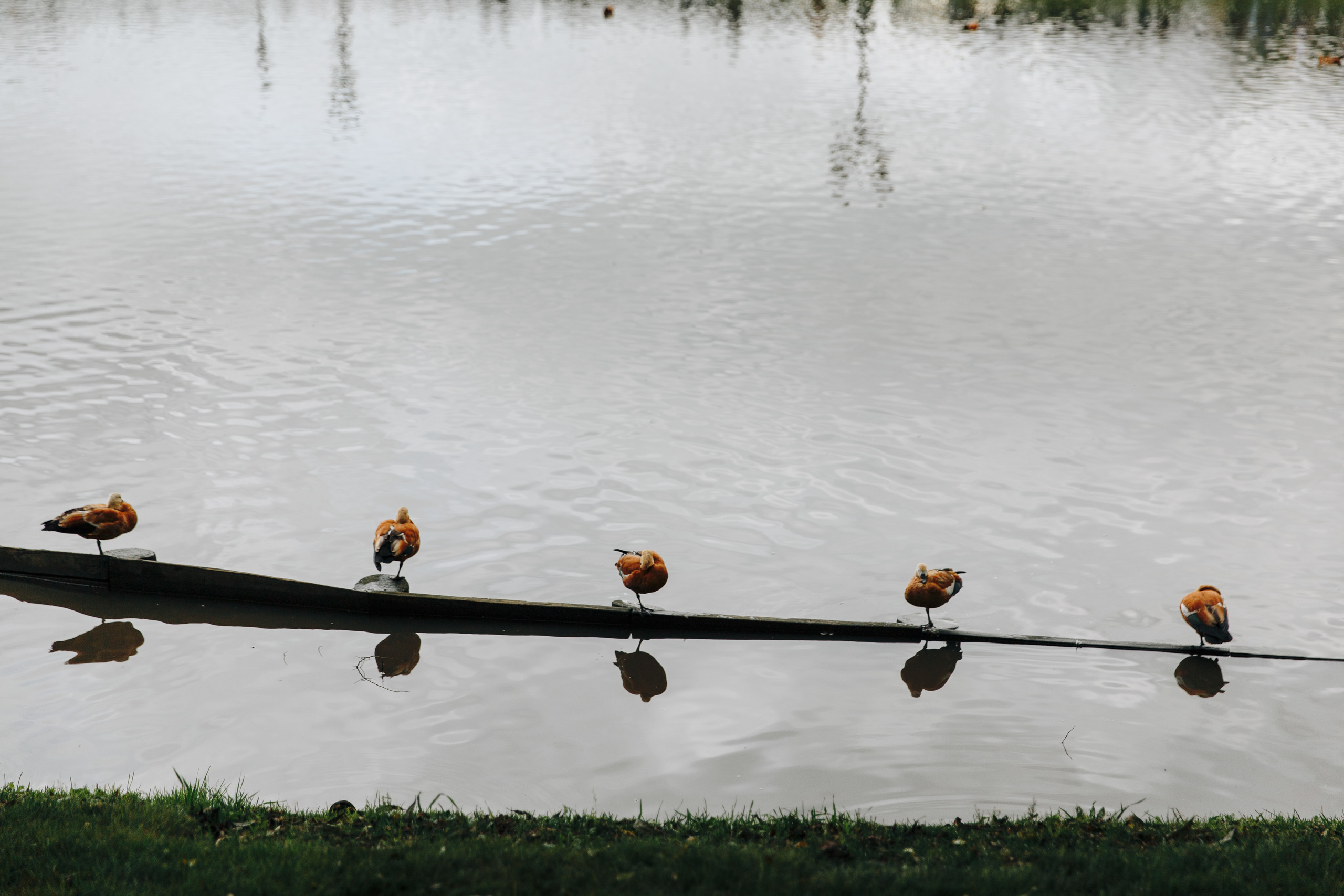 Ты улыбнешься и скажешь мне да. Свадебный фотограф в Москве Кристина Засухина