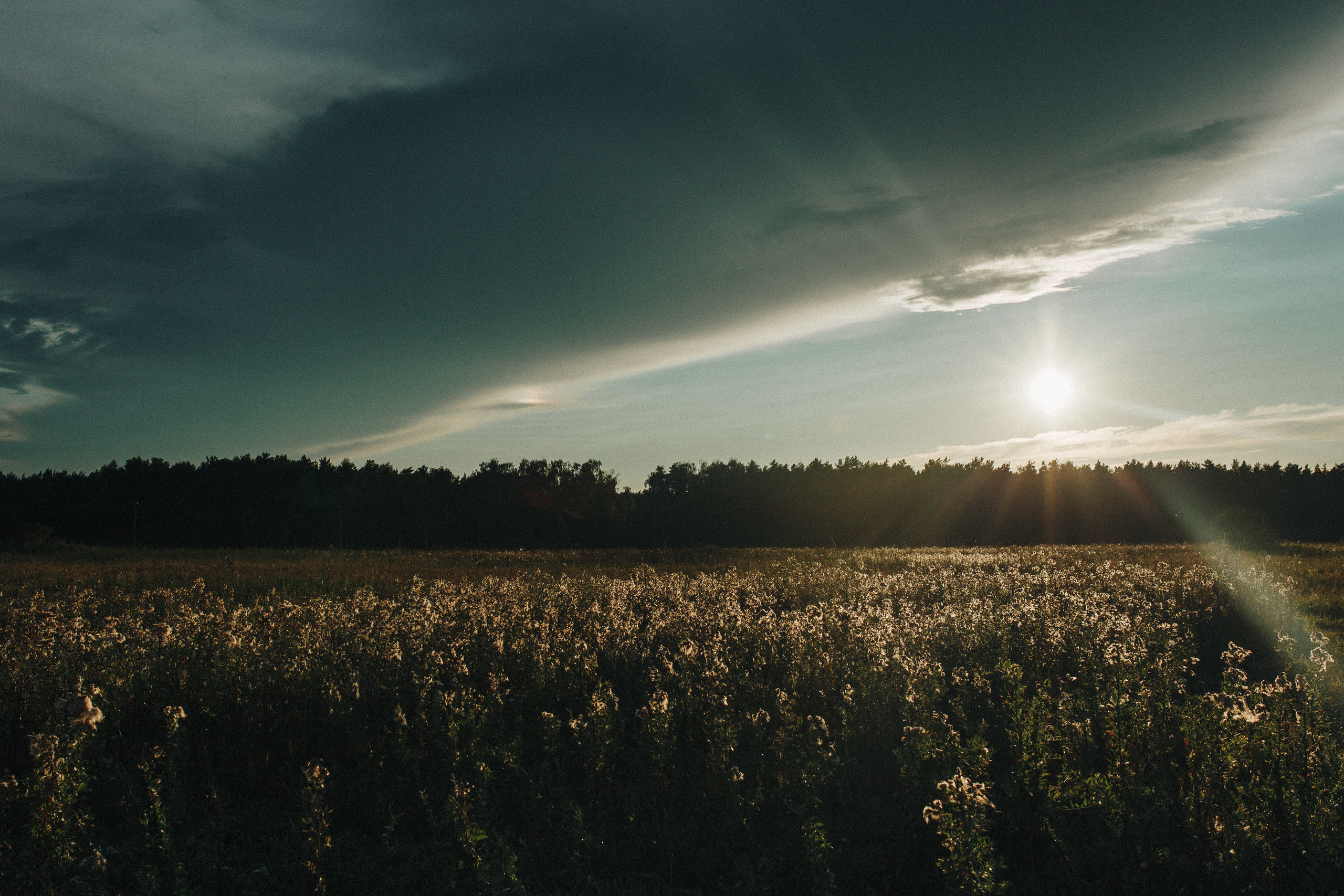 Фотосессия с собакой. Свадебный фотограф в Москве Кристина Засухина