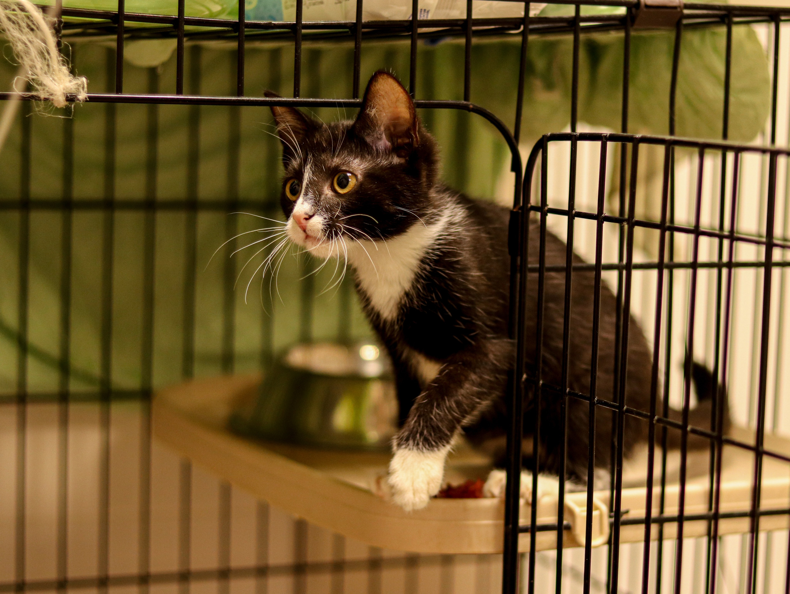 Петербургский дом кота (27 июня 2024). Ивентный фотограф в Санкт-Петербурге Олег Комков