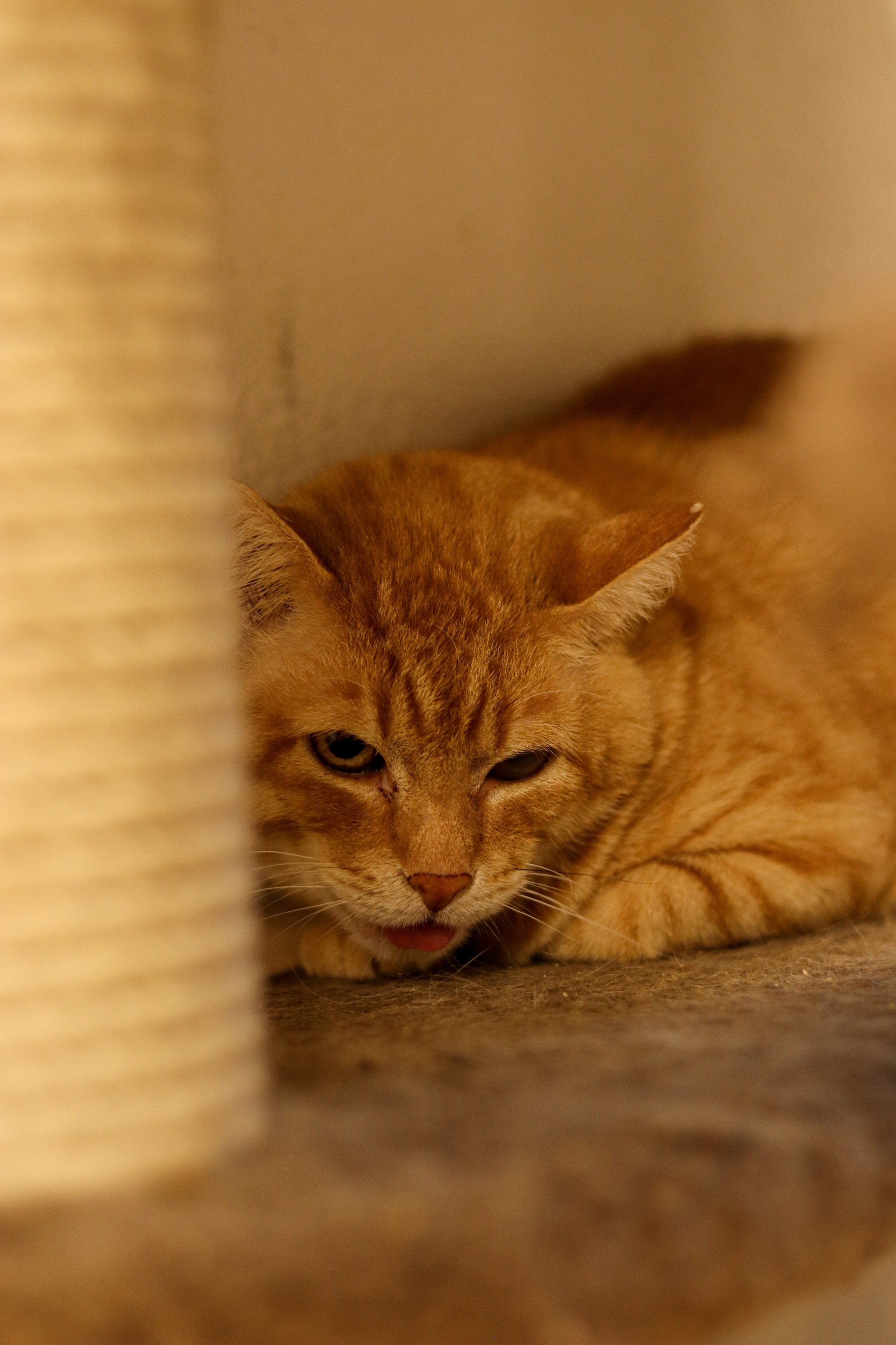 Петербургский дом кота (27 июня 2024). Ивентный фотограф в Санкт-Петербурге Олег Комков