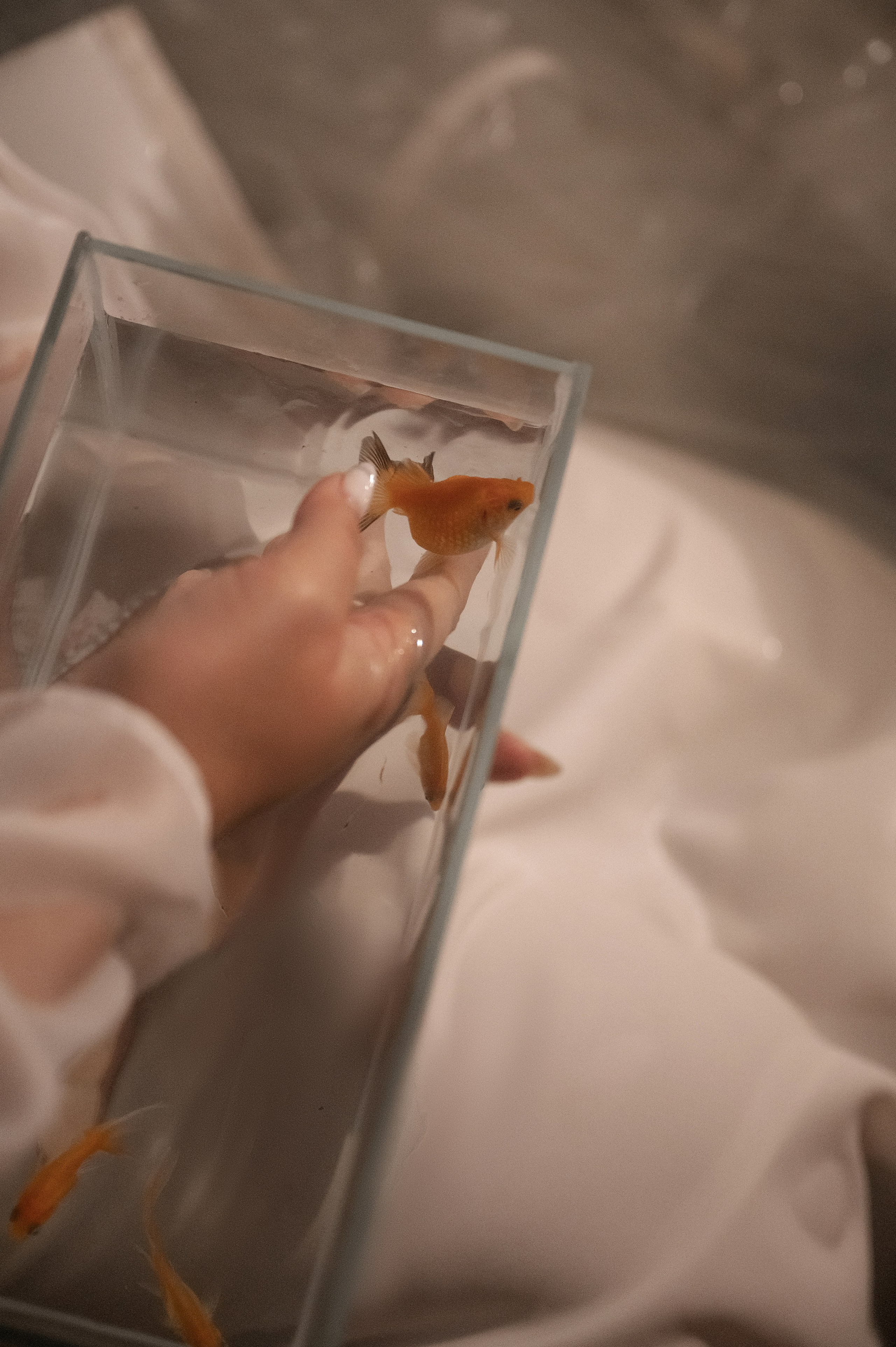 Лиза. Свадебный фотограф и видеограф