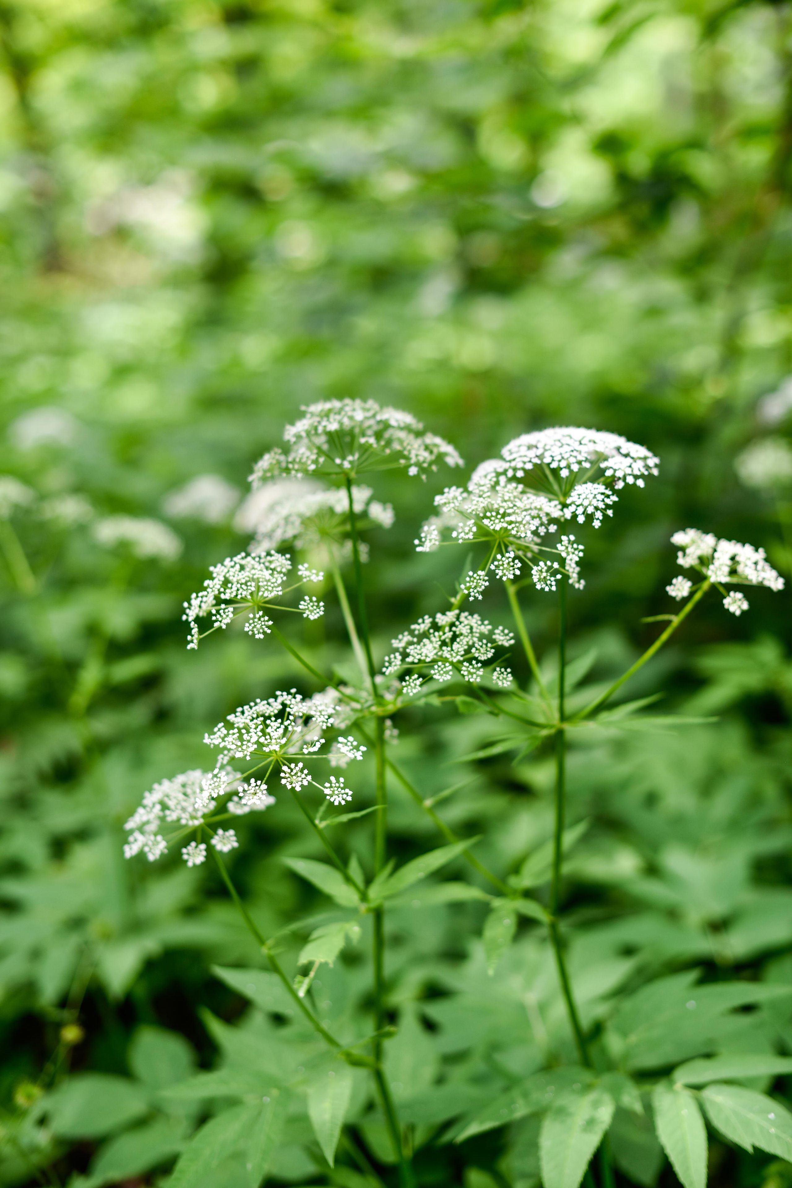 Прогулка на лошадках