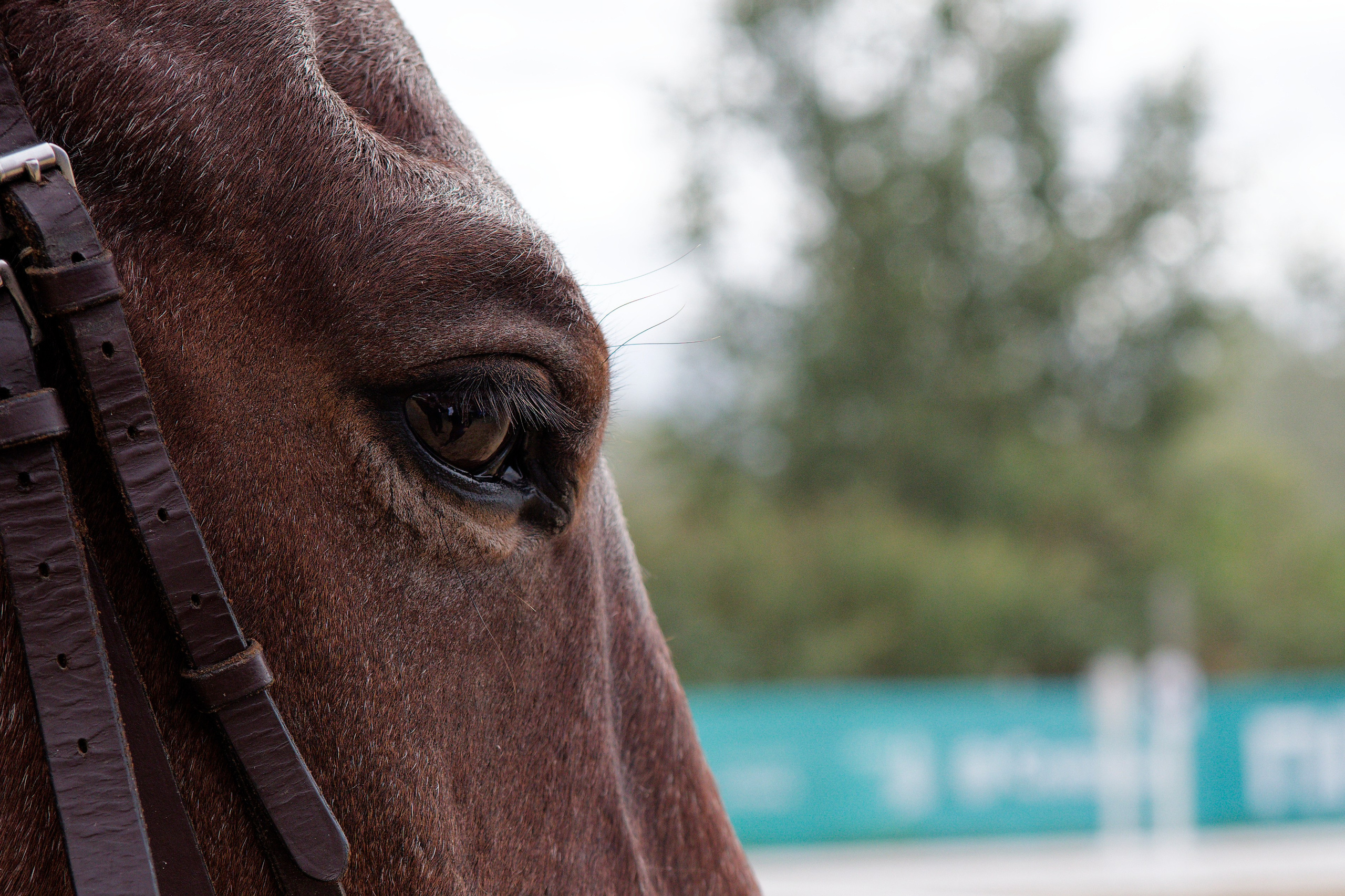 Всероссийские соревнования по конному спорту. Кутузов Евгений Фотограф в Южно-Сахалинске