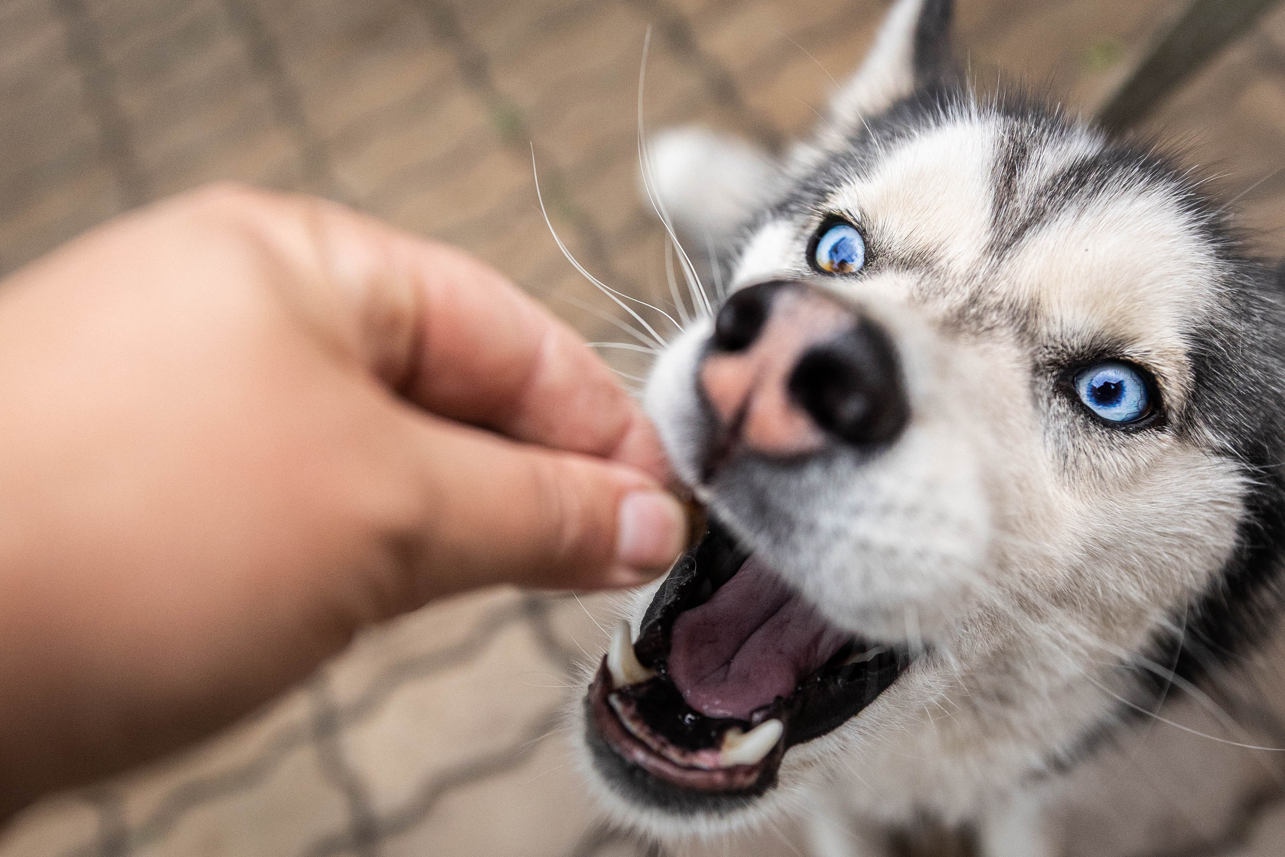 ВЕСТА И ЛЕРА. Фотограф-АниМалист Анна Абрамова