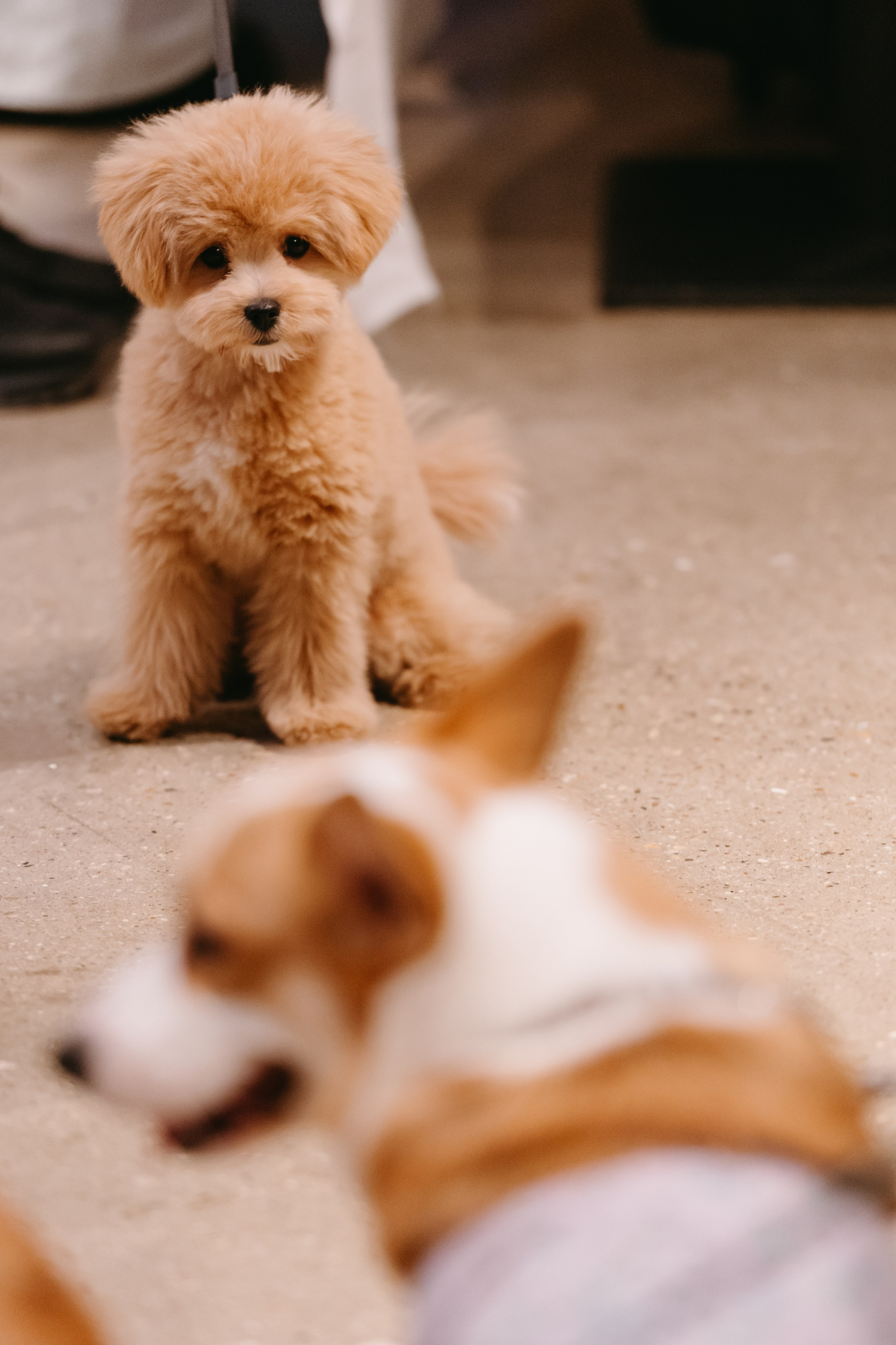 Frisky Dog Day. Фотограф Ирина Авдеева