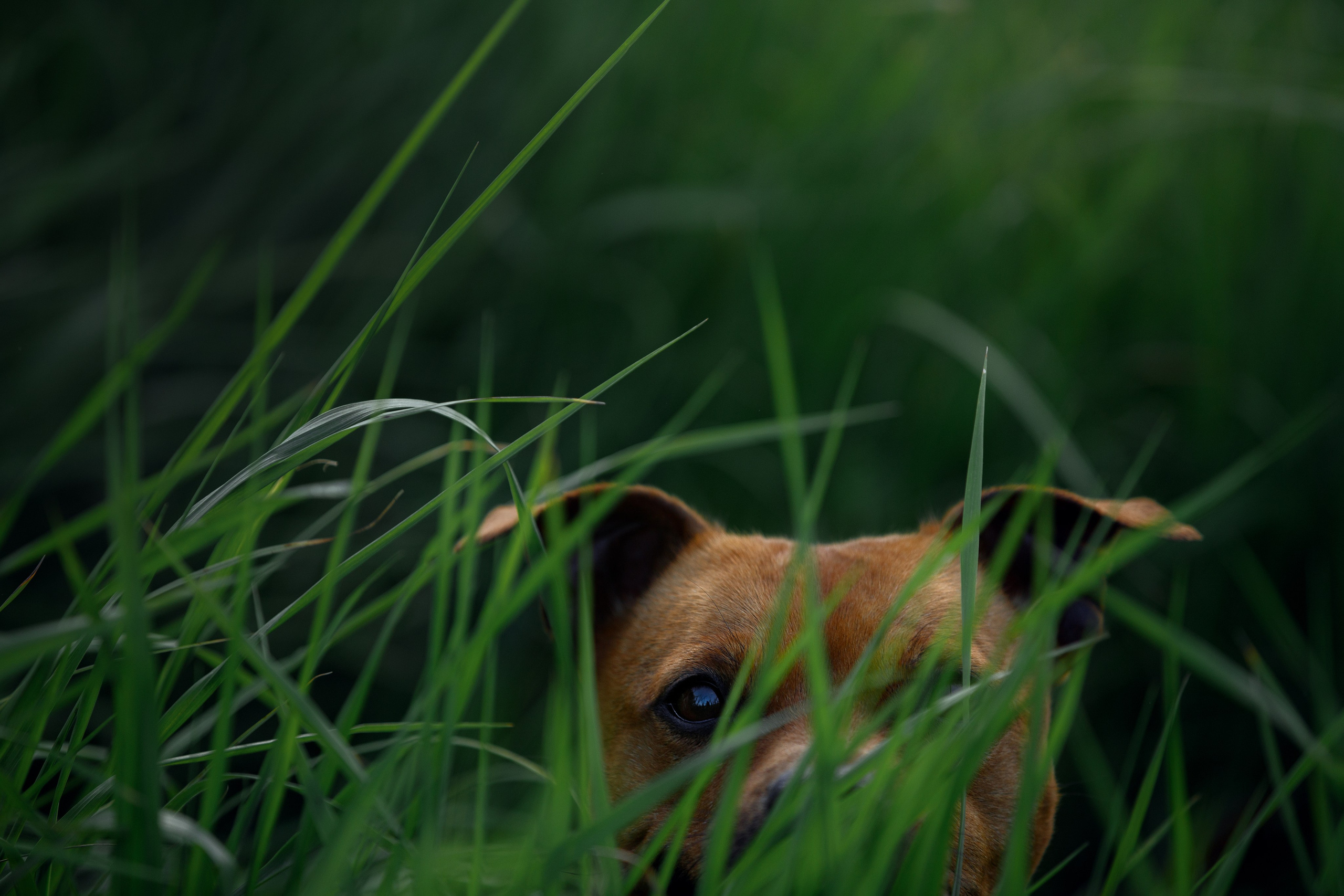 Фотограф-анималист в Калуге Мария Шерскова