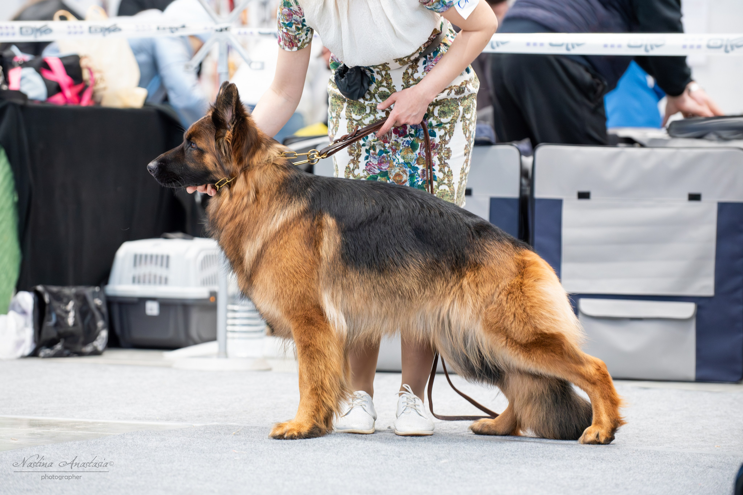 Выставки. Фотограф — Анималист