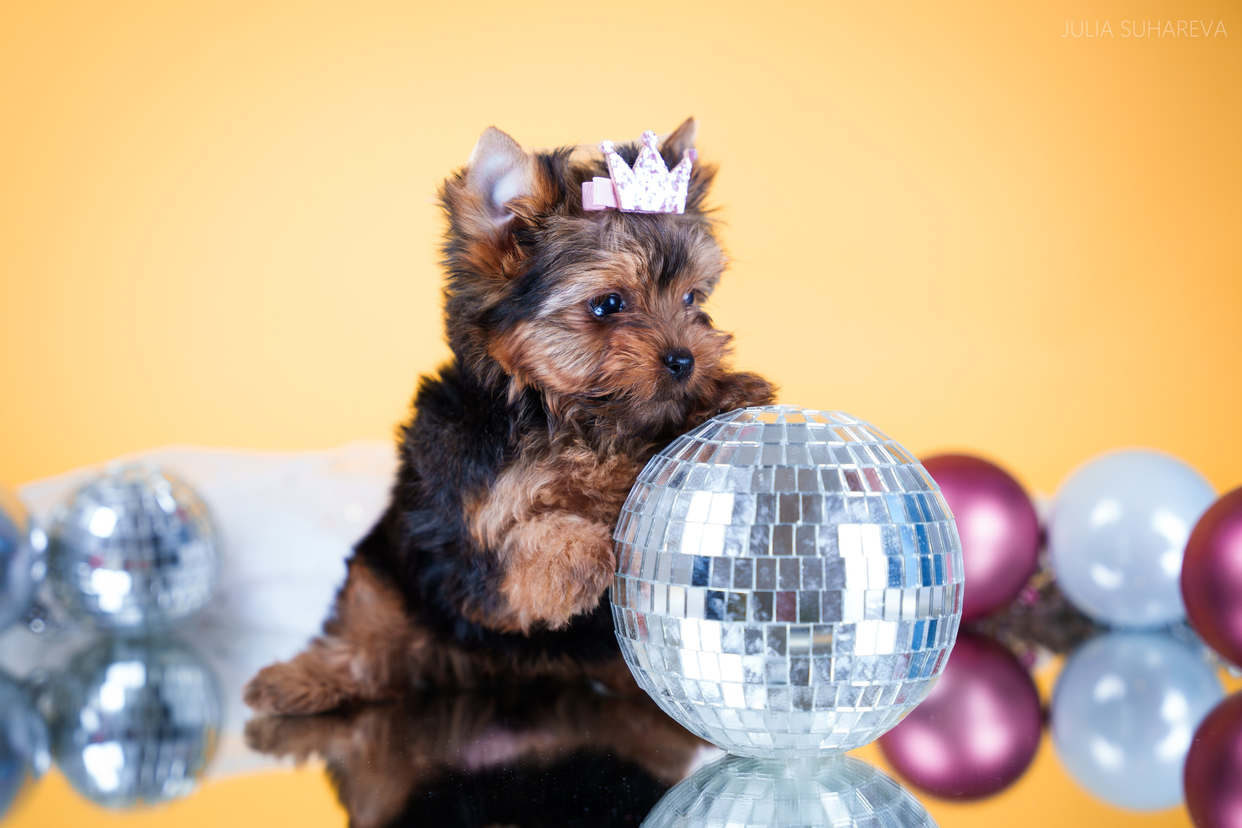 Йоркширский терьер (домашняя съемка). Главная