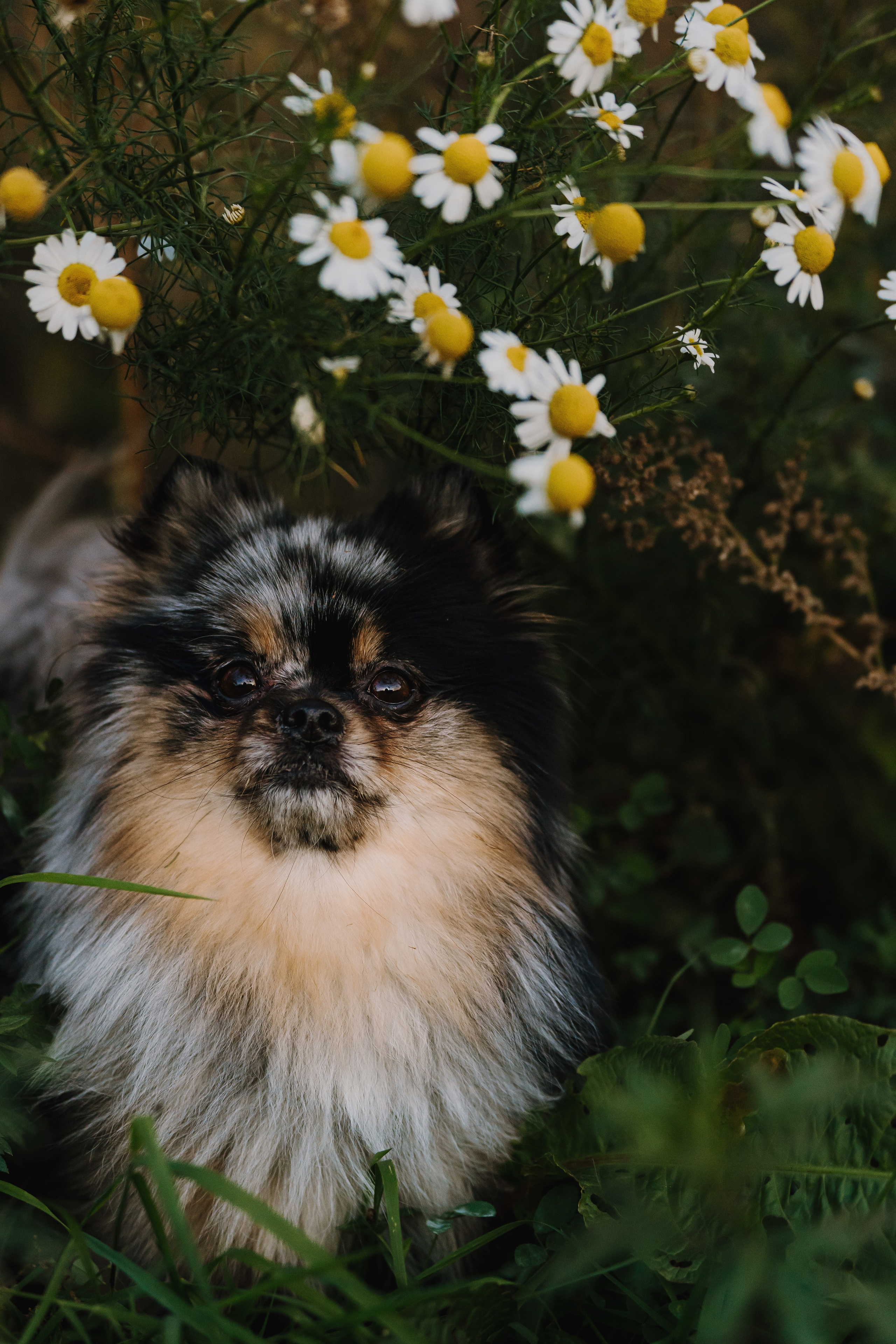 Семейная фотосессия с двумя собаками на закате. Фотограф анималист в Спб недорого Олеся Майорова