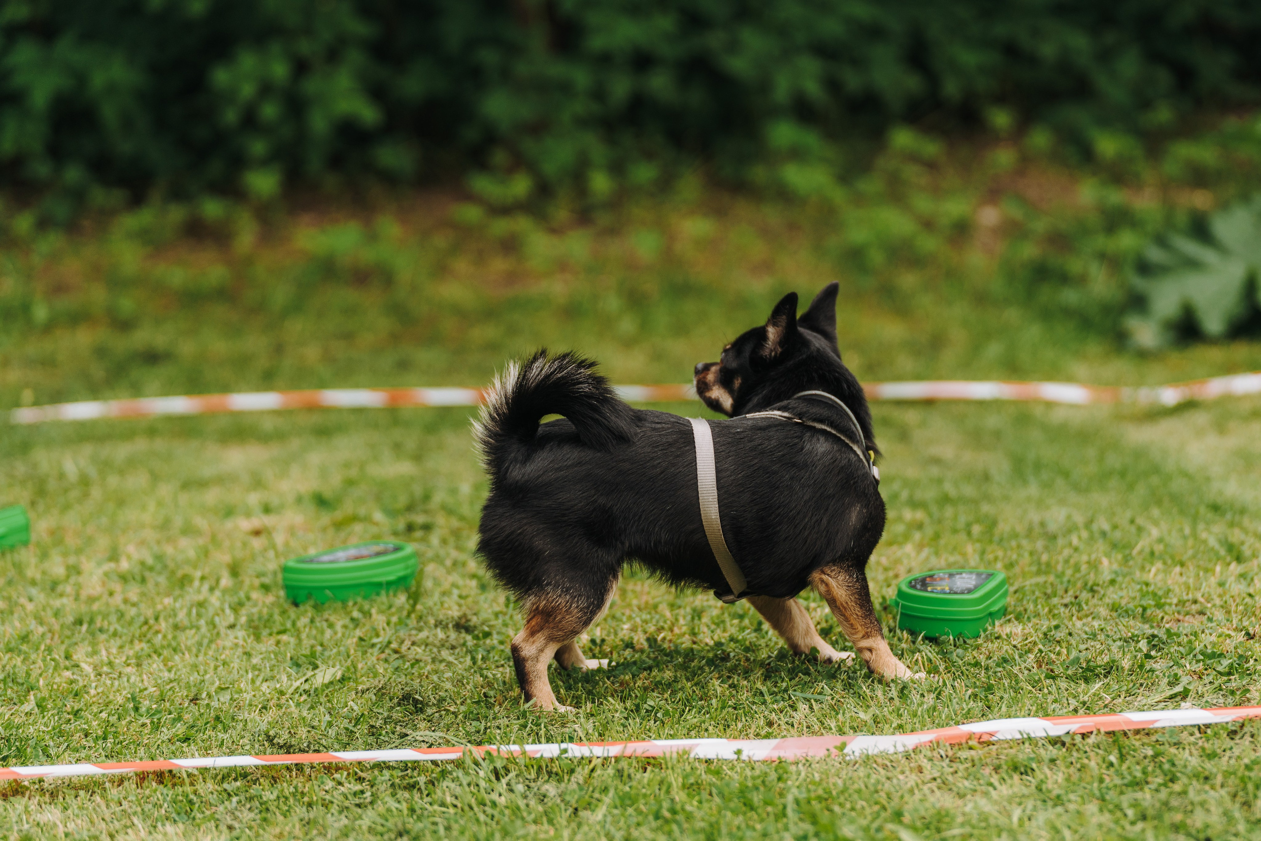 Соревнования по ноузворку. Фотограф анималист в Спб недорого Олеся Майорова