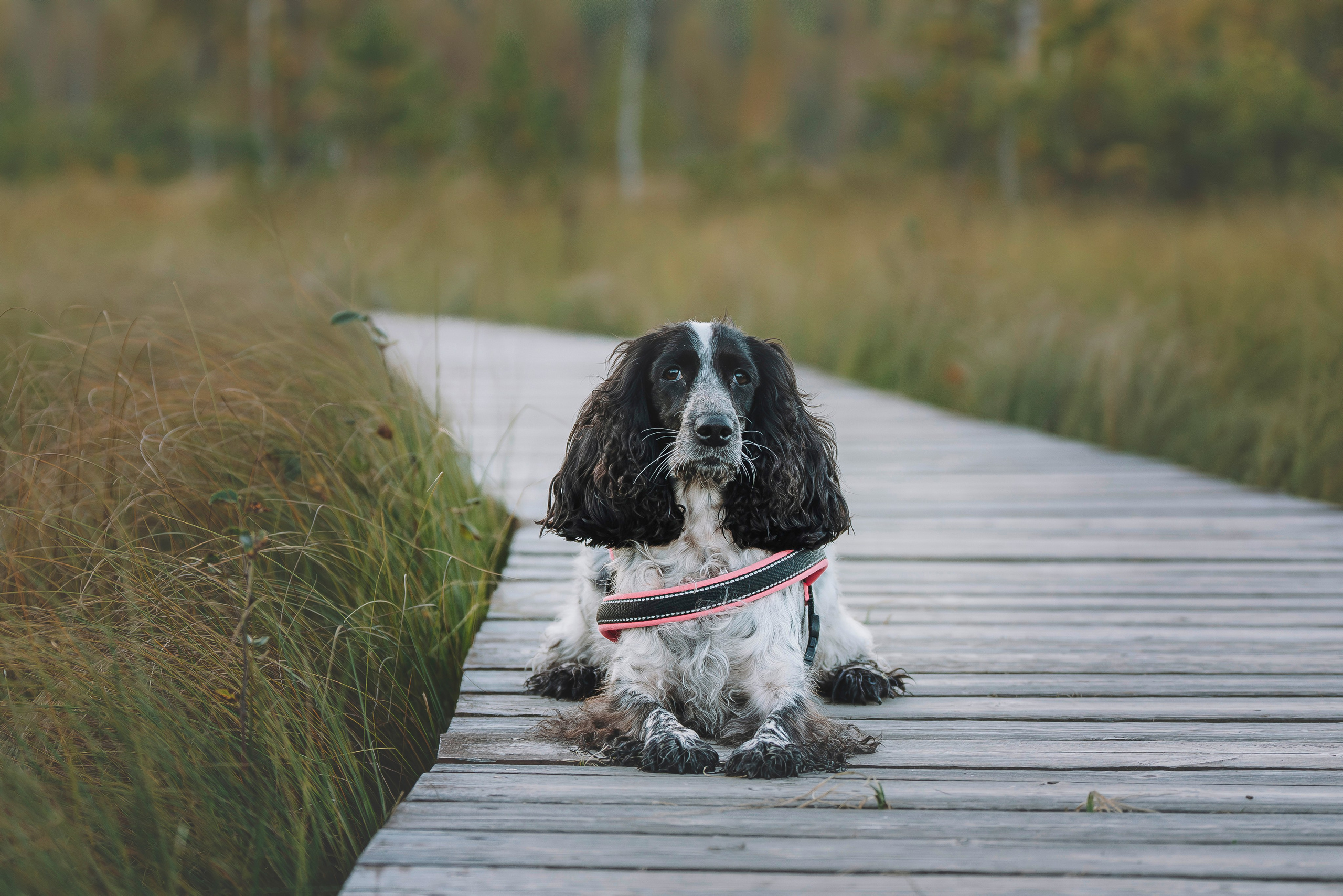 Аня и Тея. Фотограф анималист в Спб недорого Олеся Майорова