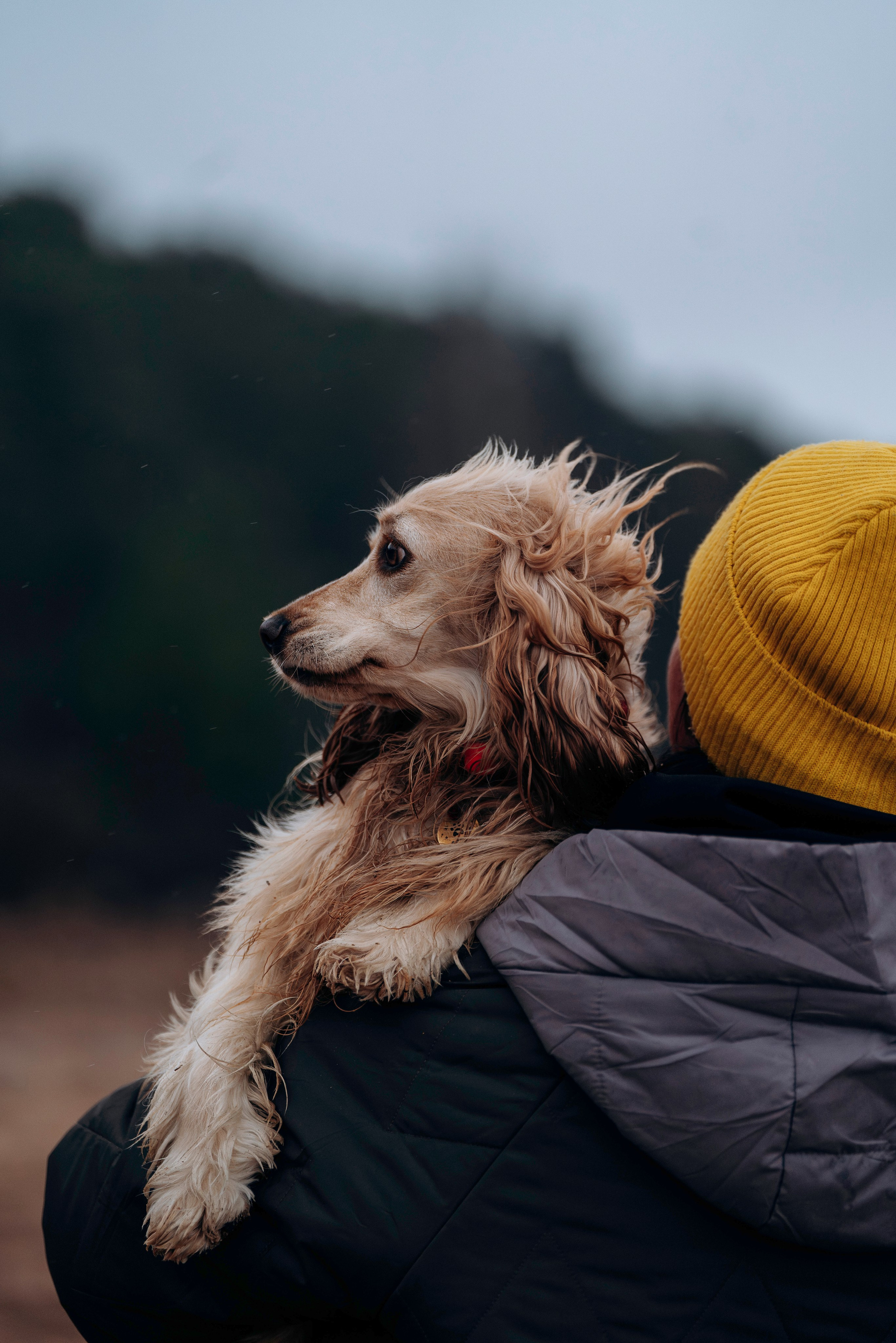 Асти, Крис и Александра. Фотограф анималист в Спб недорого Олеся Майорова