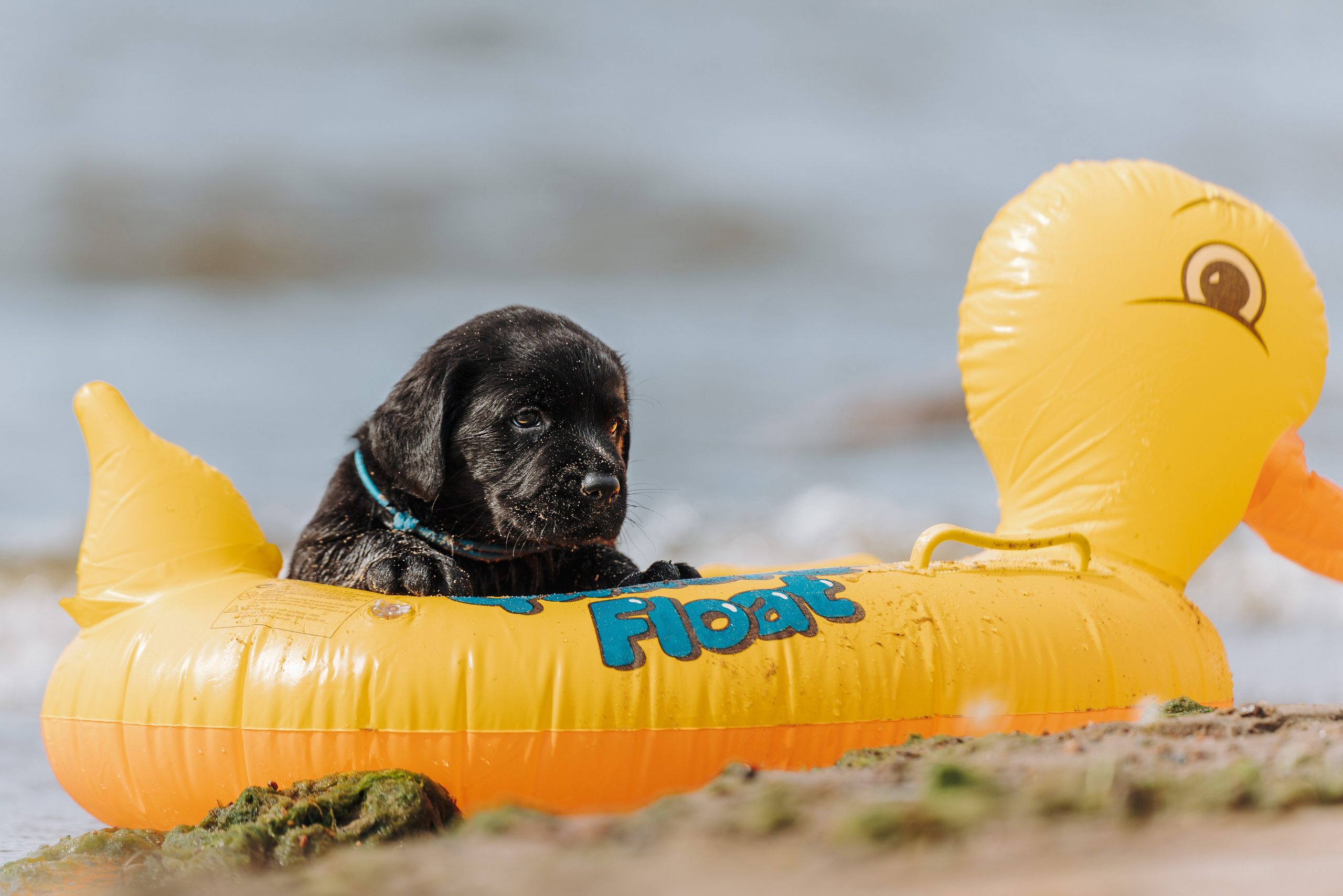 Лабрадорчики на пляже. Фотограф анималист в Спб недорого Олеся Майорова