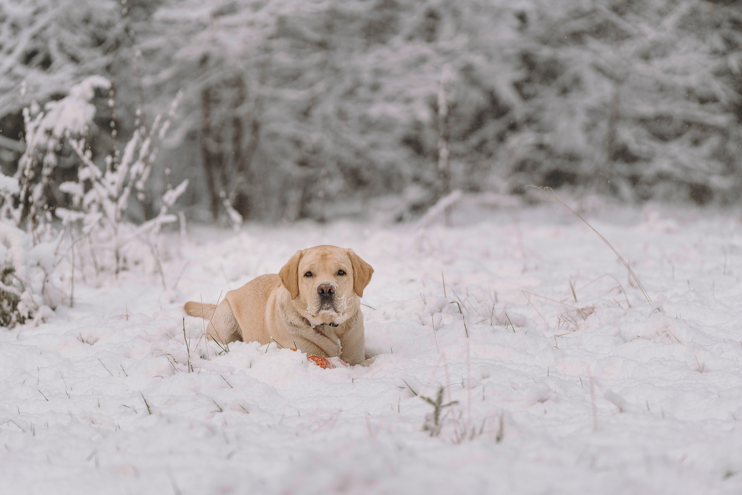Аня и Честер. Фотограф анималист в Спб недорого Олеся Майорова