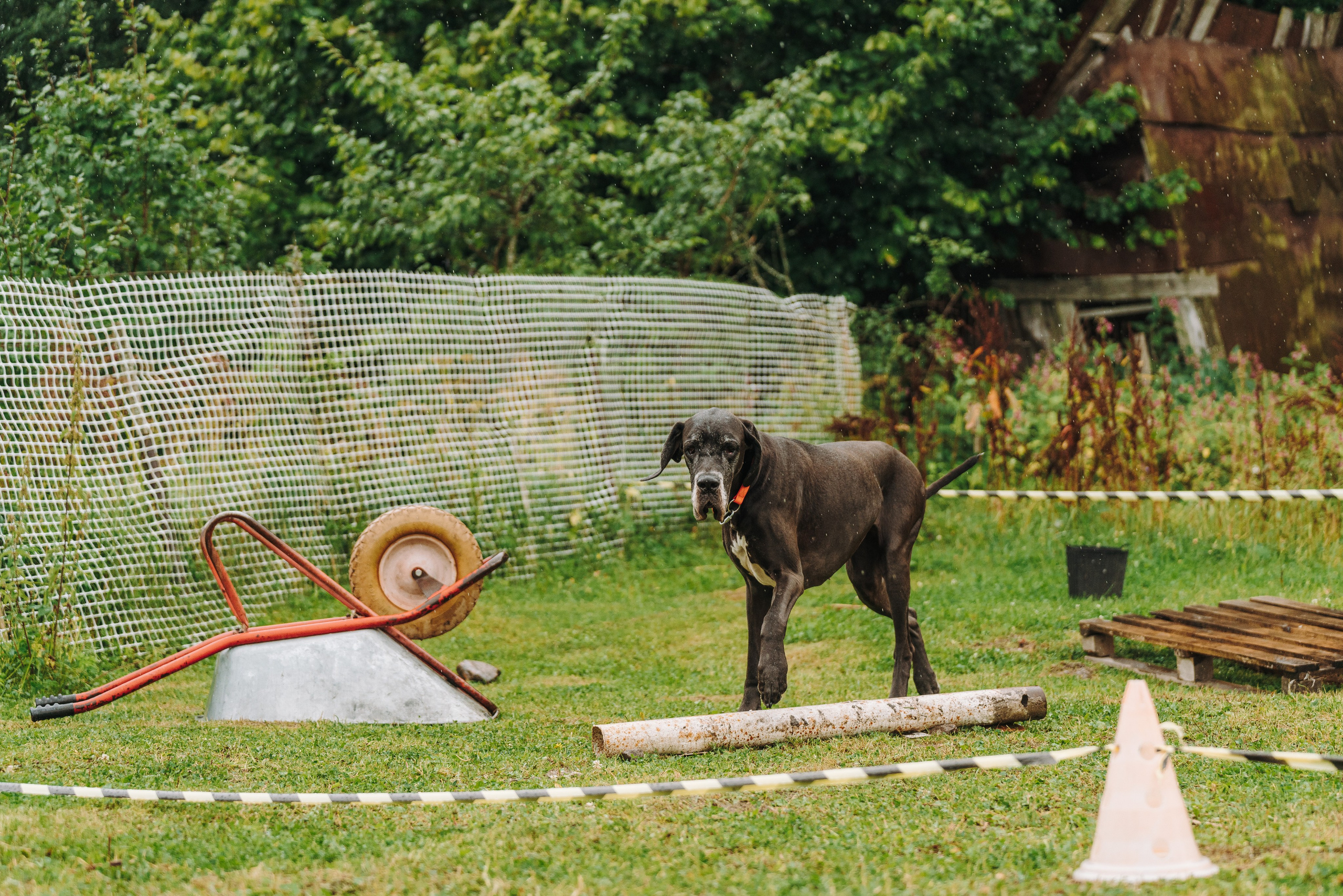 Соревнования по ноузворку в Новожилово. Фотограф анималист в Спб недорого Олеся Майорова
