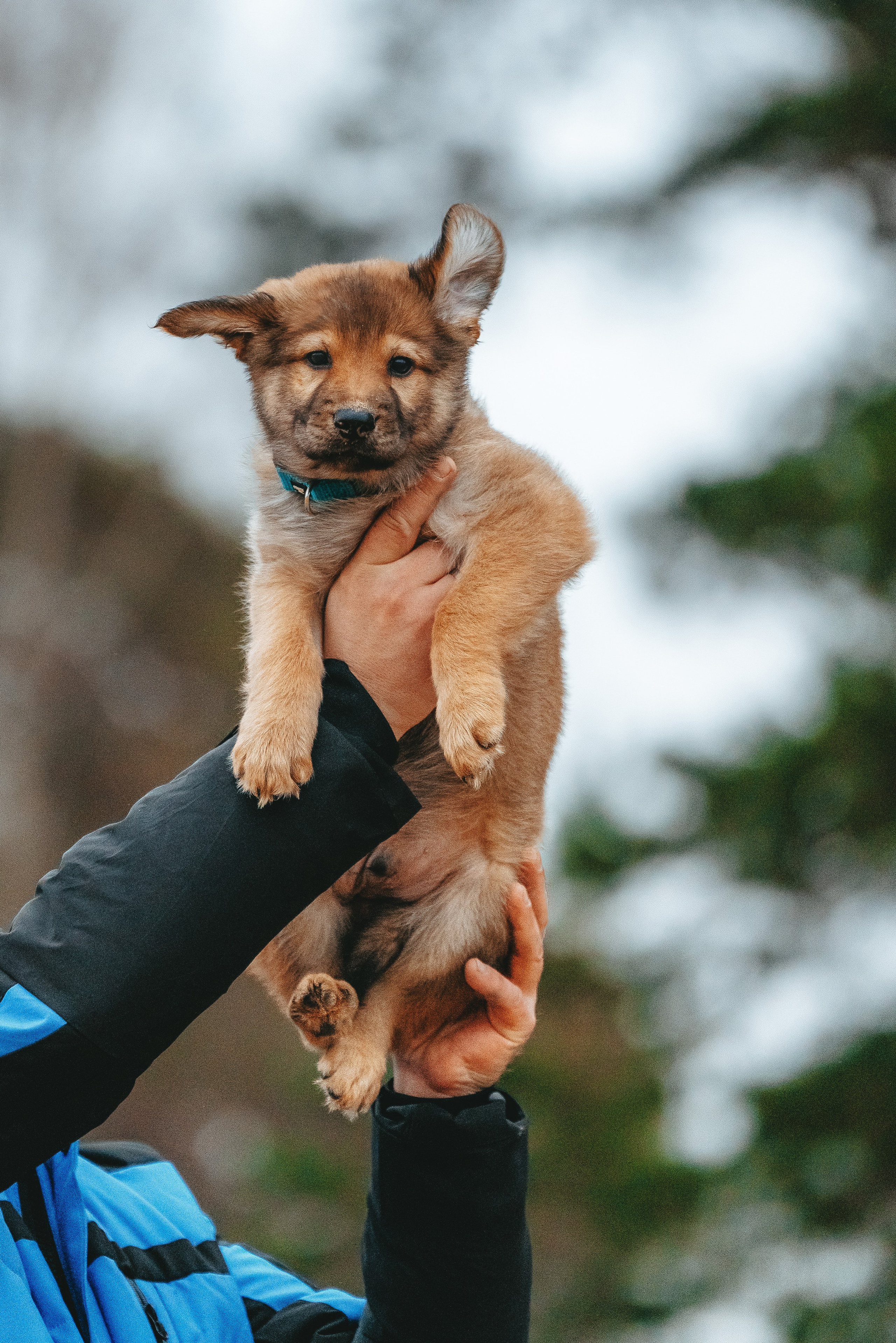 Малыш Кузя и его семья. Фотограф анималист в Спб недорого Олеся Майорова